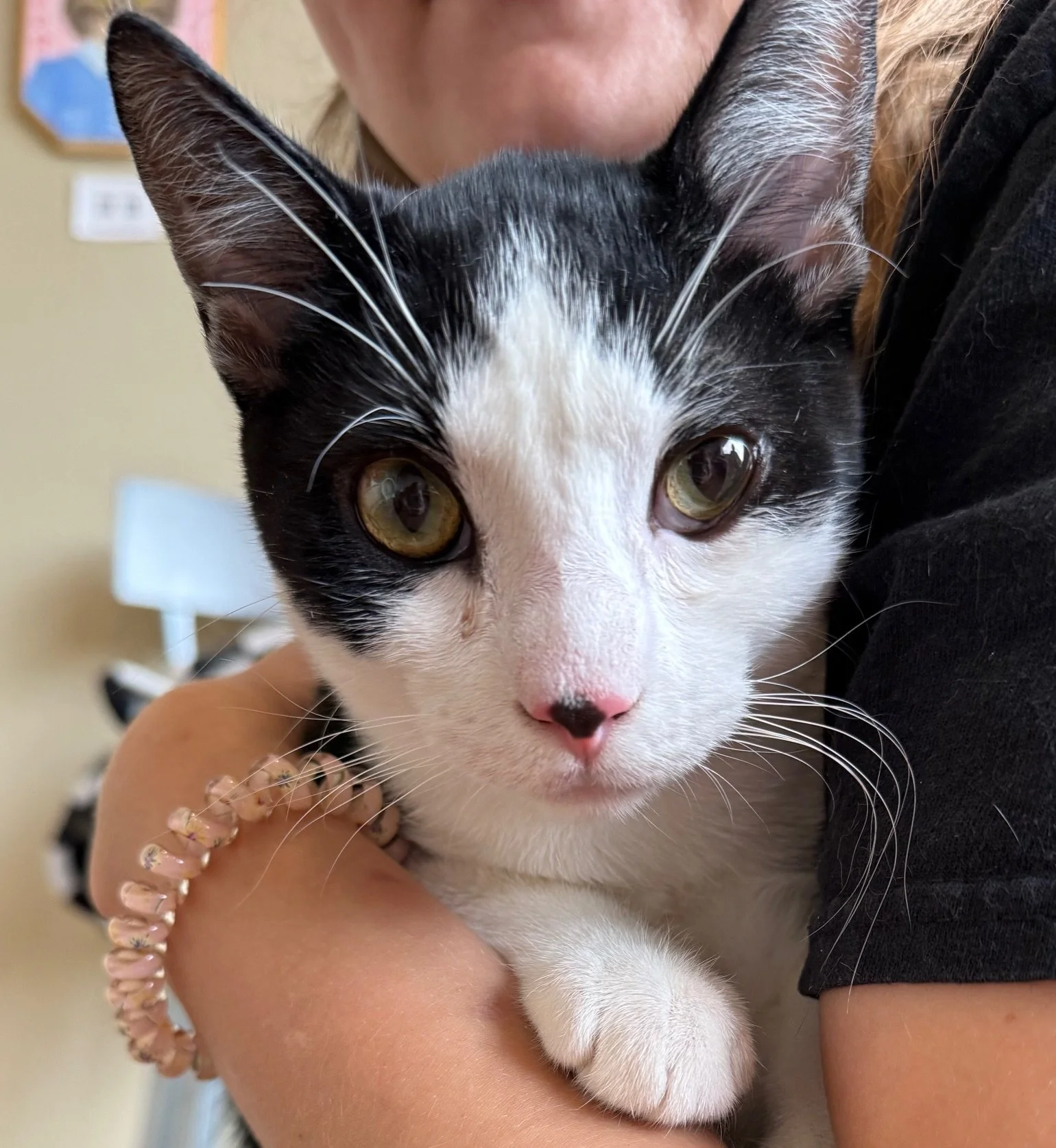 Monkey - Male 6 Mo Black &amp; White DSH