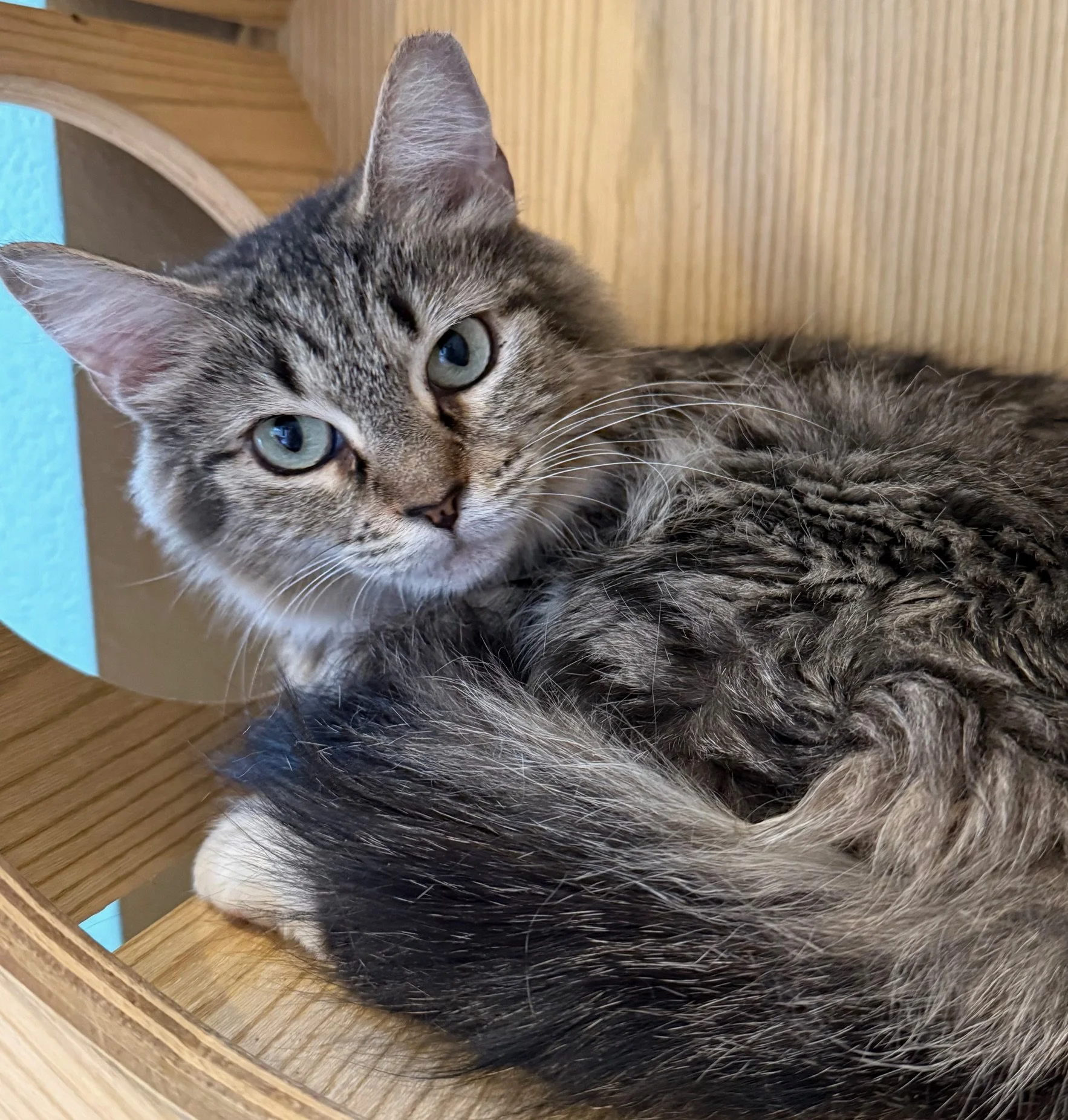Sammie - Female 5 Mo Brown Tabby DMH