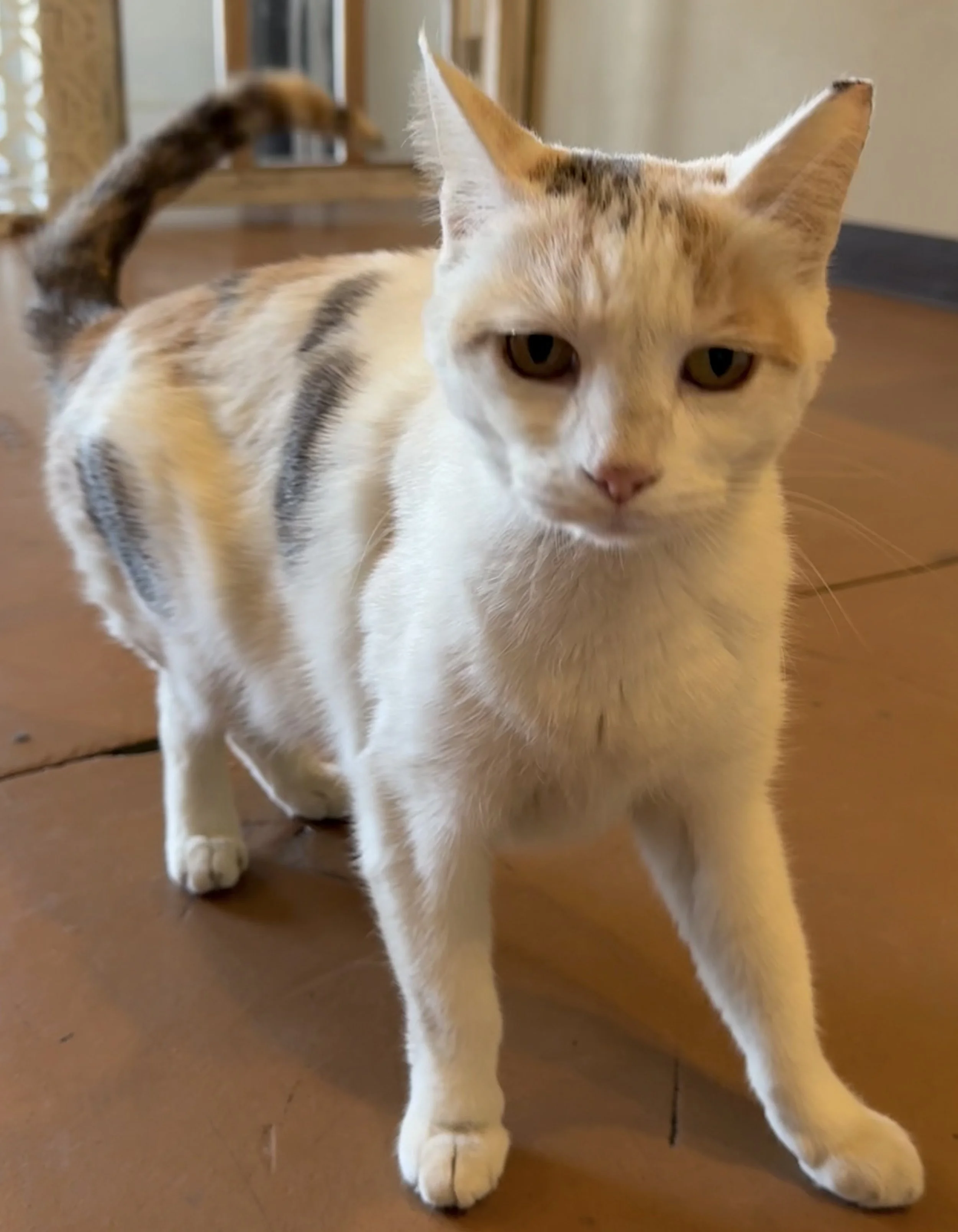 Butterbutt - Female Dilute Calico DSH