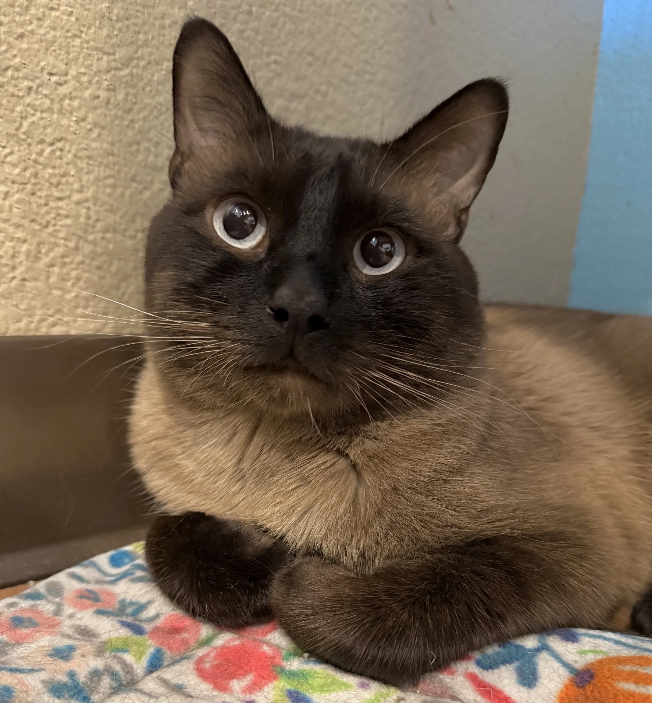 Sheldon - Male 2 Yr Seal Point Siamese