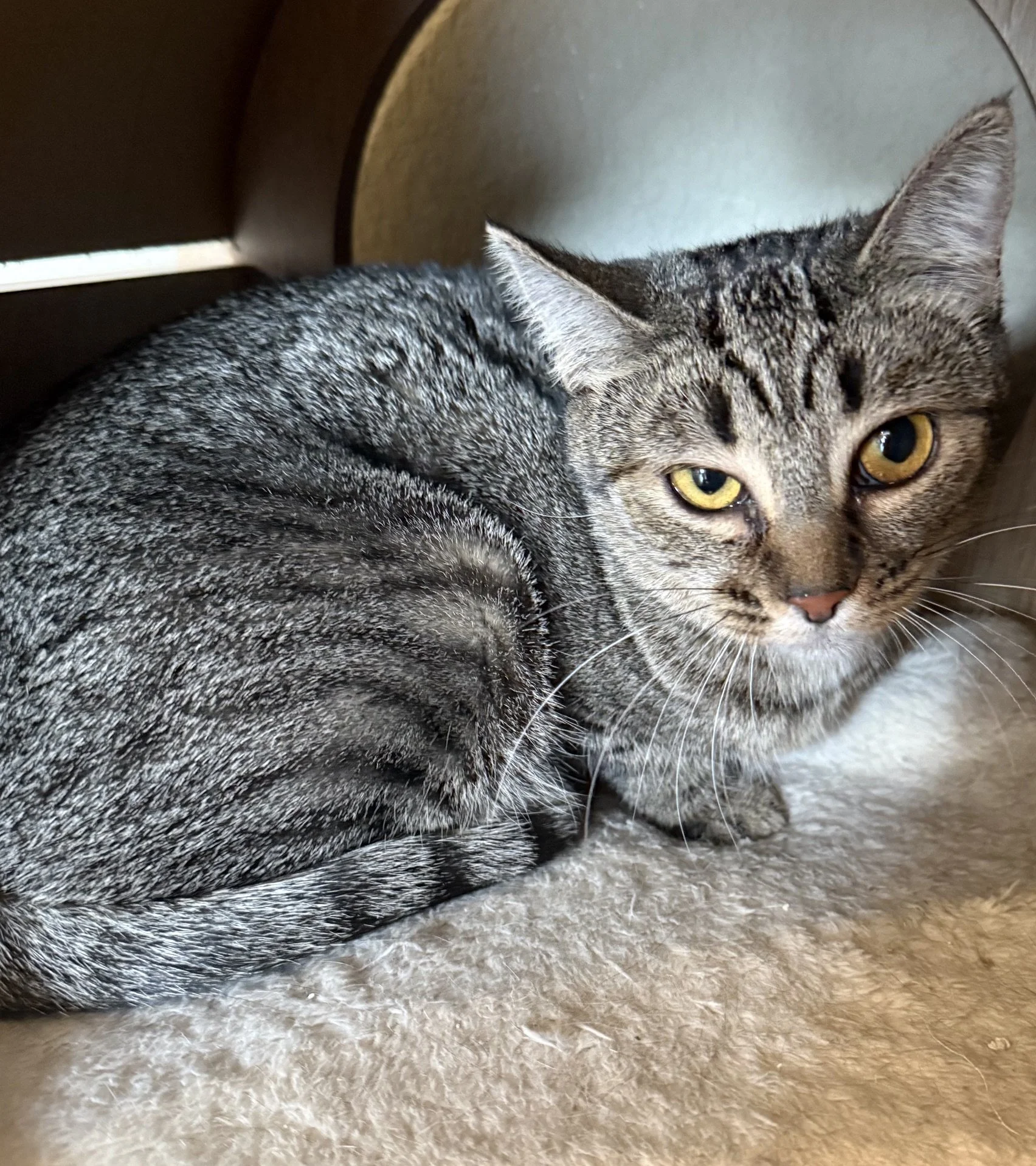 Tina - Female 8 Mo Brown Tabby DSH