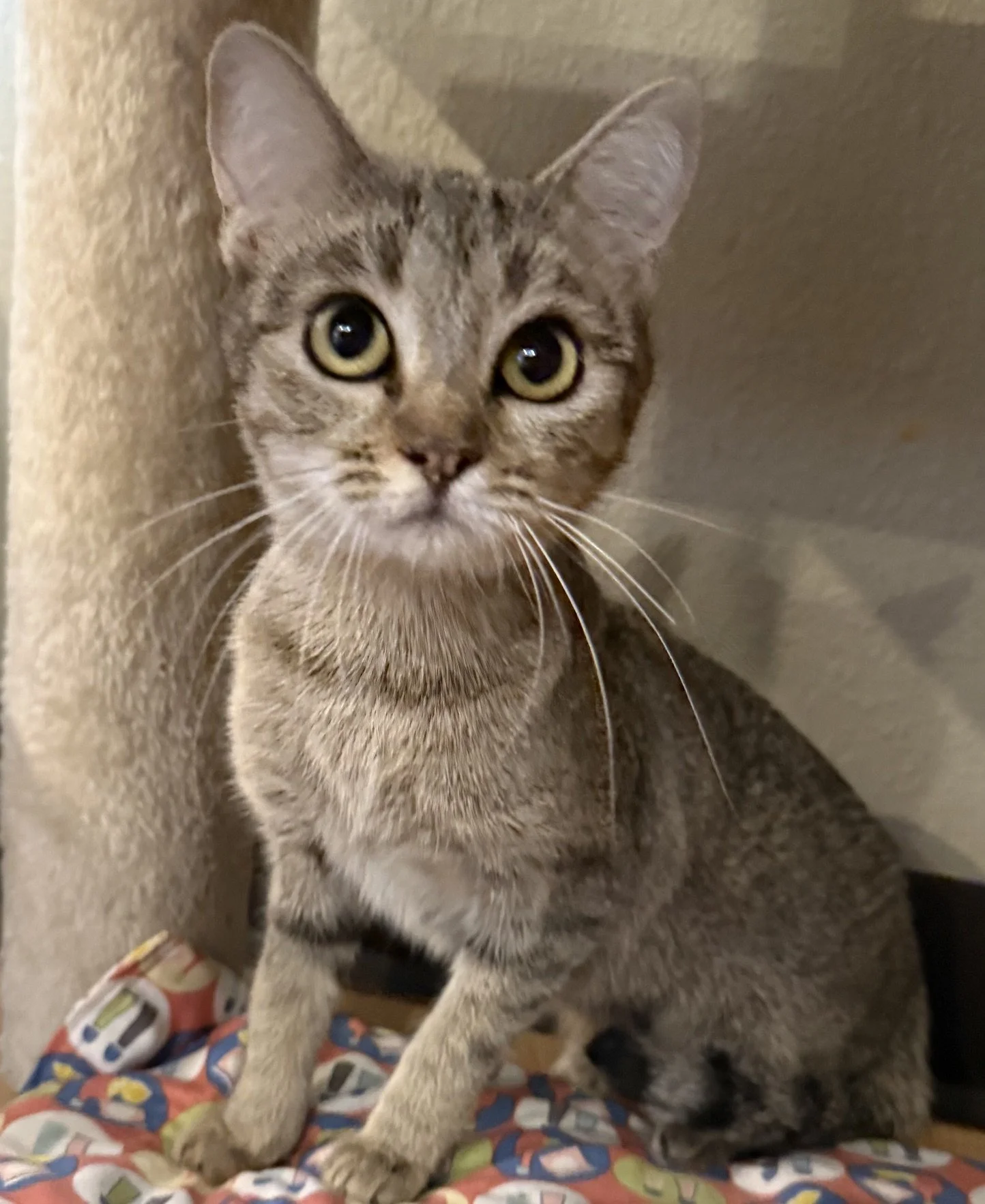 Sissy - Female 8 Mo Brown Tabby DSH