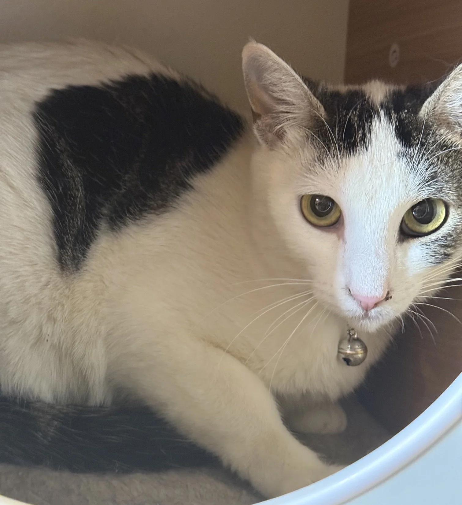 Patches - Female 4 Yr White &amp; Grey tabby DSH