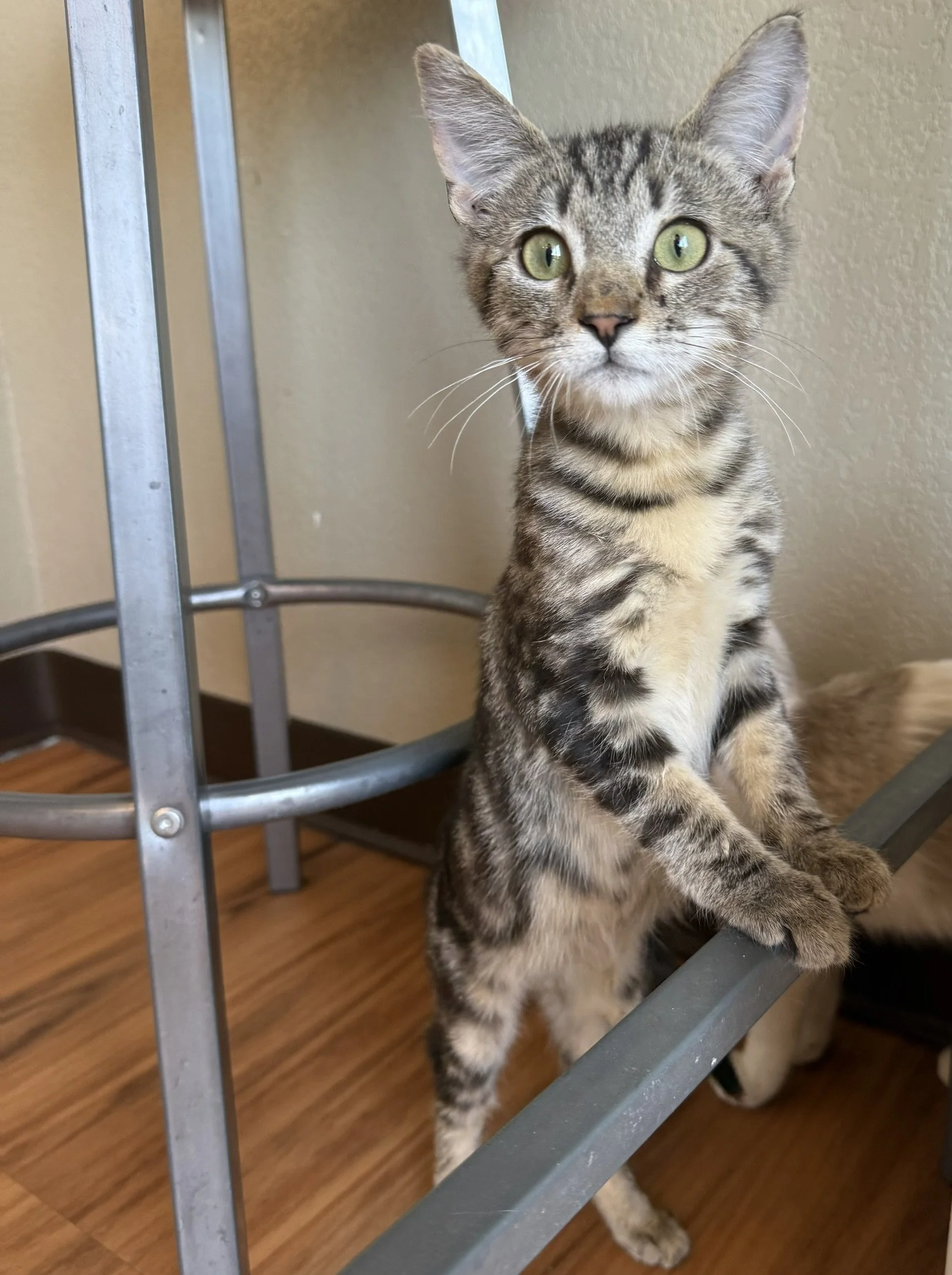 Pierre - Male 5 Mo Brown Tabby DSH