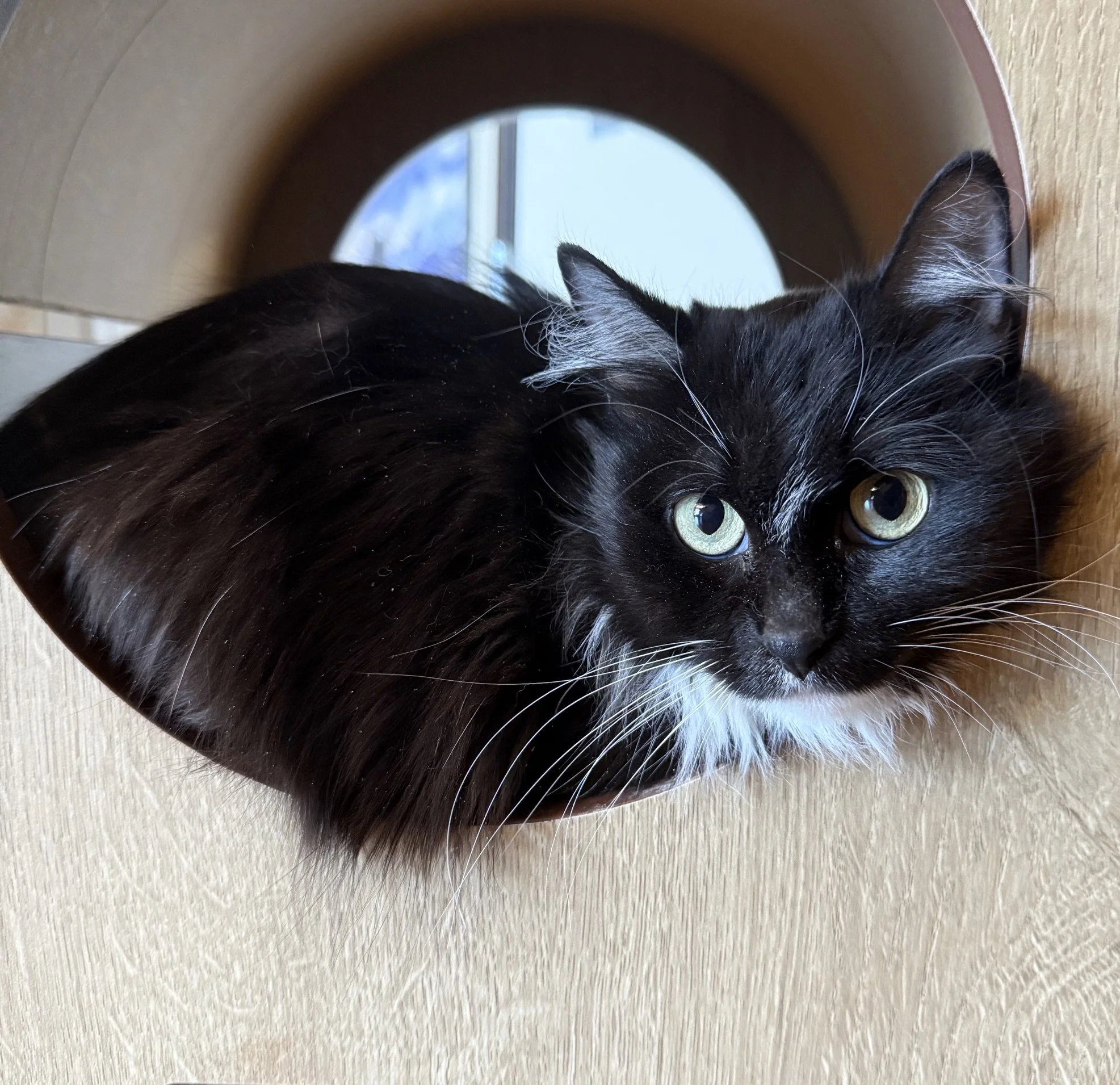 Wynona - Female 9 Mo Black Tux DLH