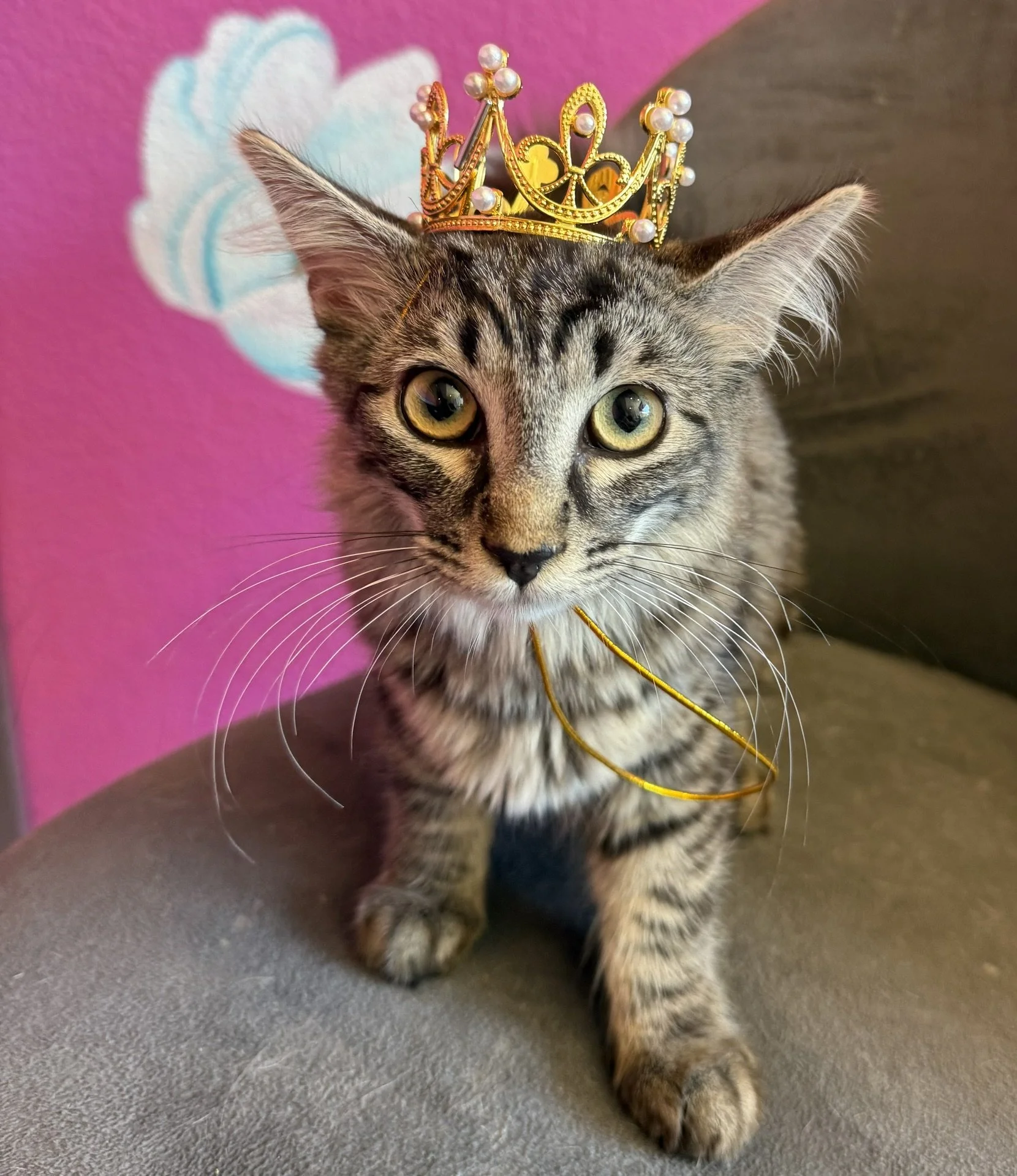 Darla - Female 9 Mo Brown Tabby DLH