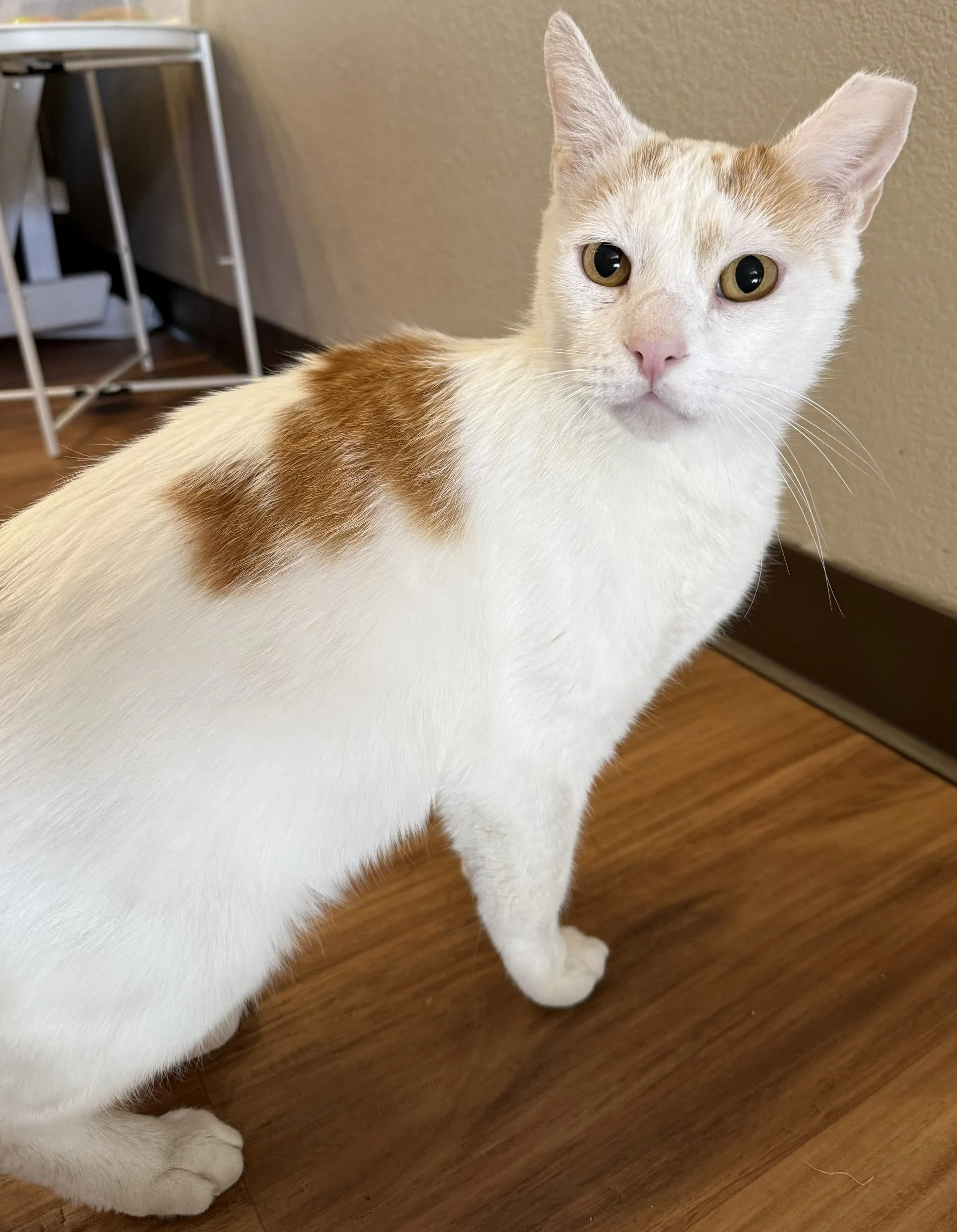 Bob - Male 10 Yr White &amp; Orange DSH