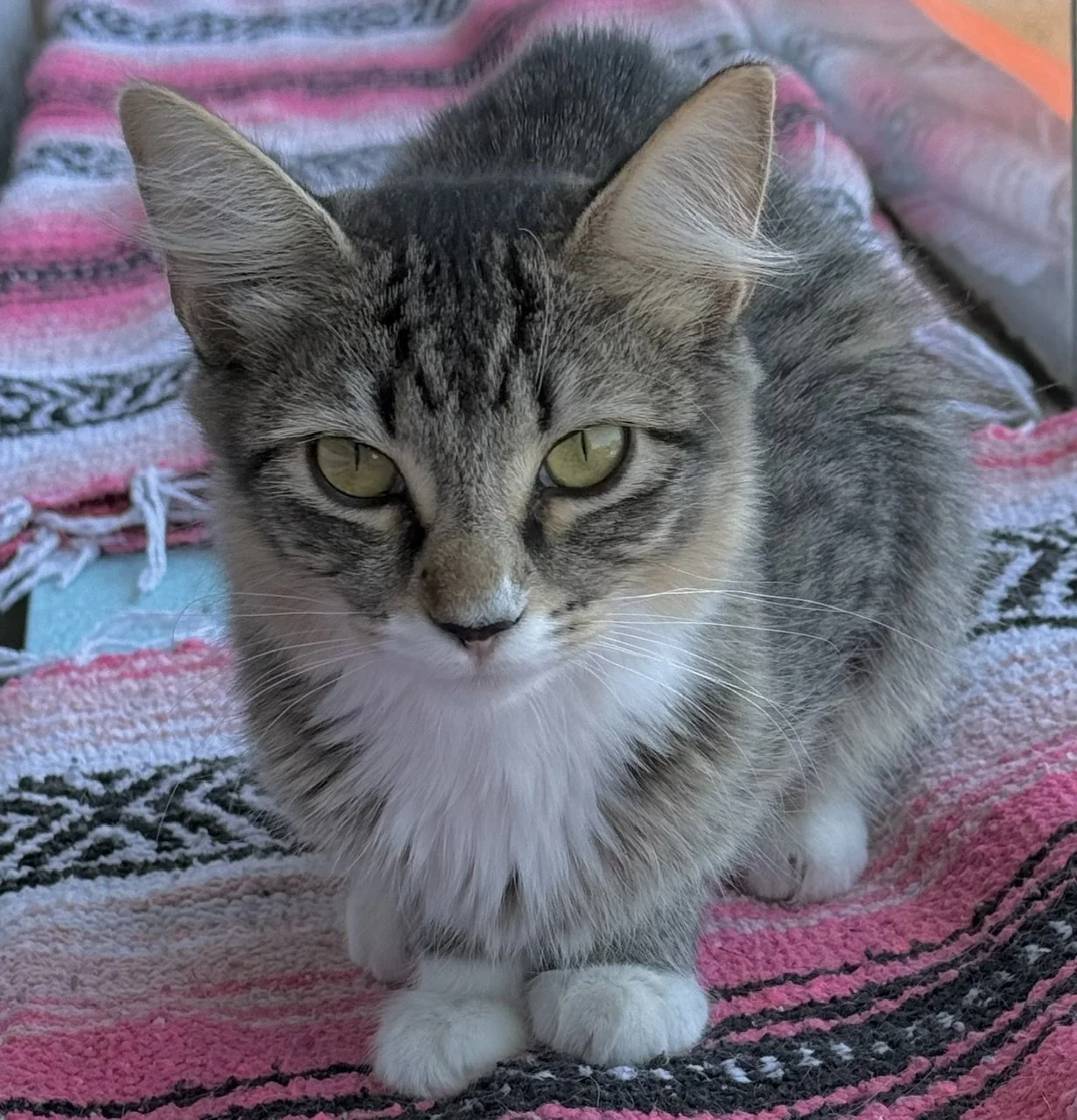 Tamara - Female 5 Mo Brown &amp; White Tabby Manx