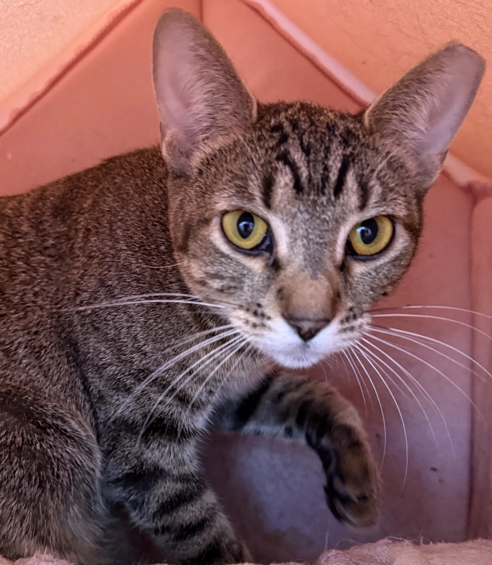 Tia - Female 5 Mo Brown Tabby DSH