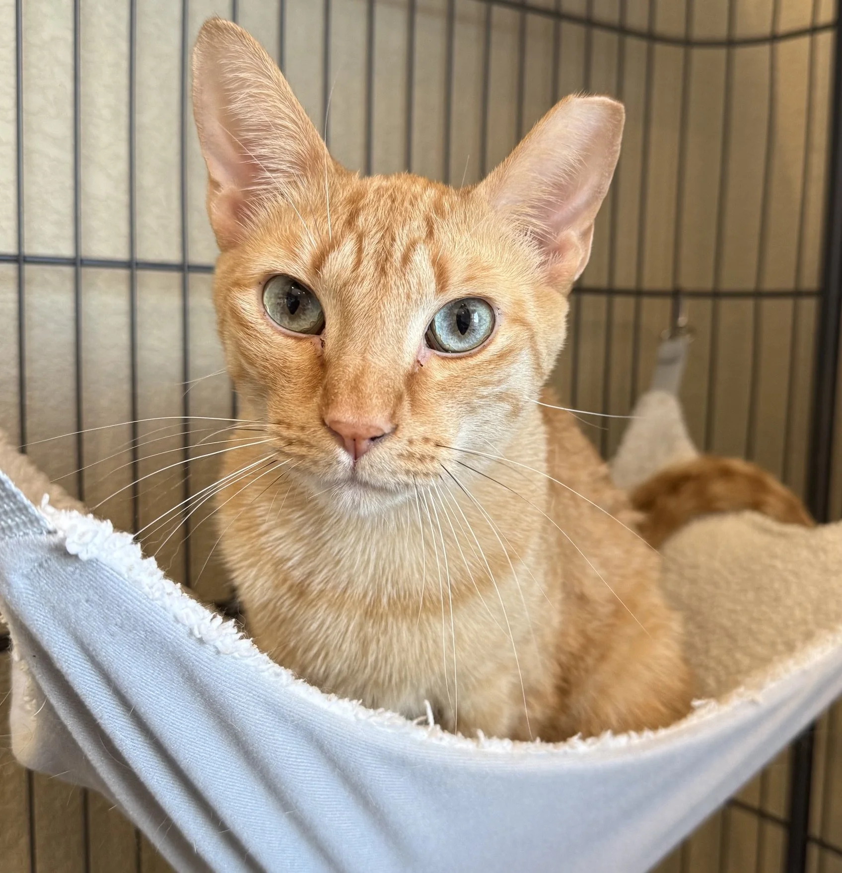 Burrows - Male 2 Yr Orange Tabby DSH