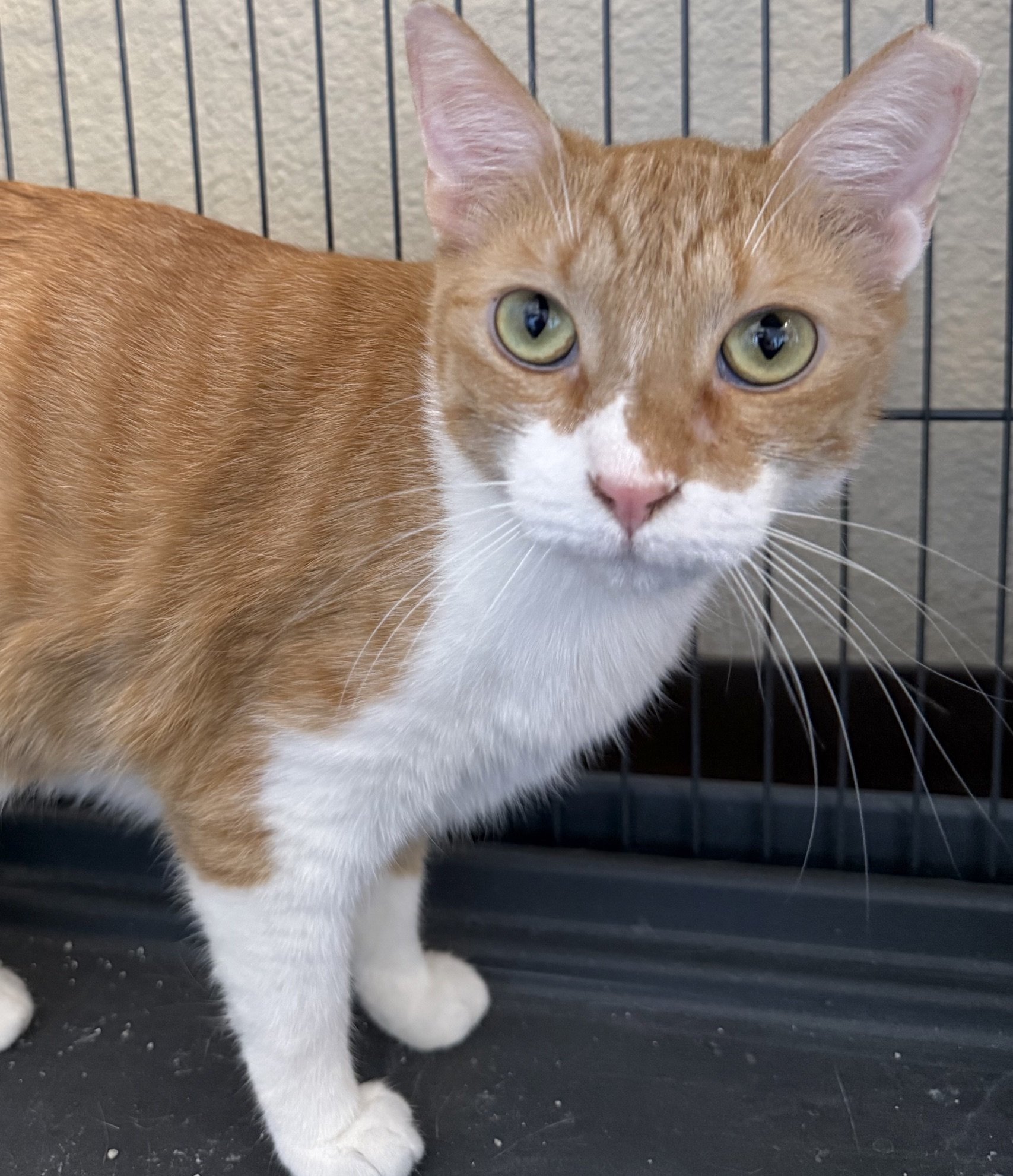 Blitz - Male 2 Yr Orange &amp; White Tabby DSH