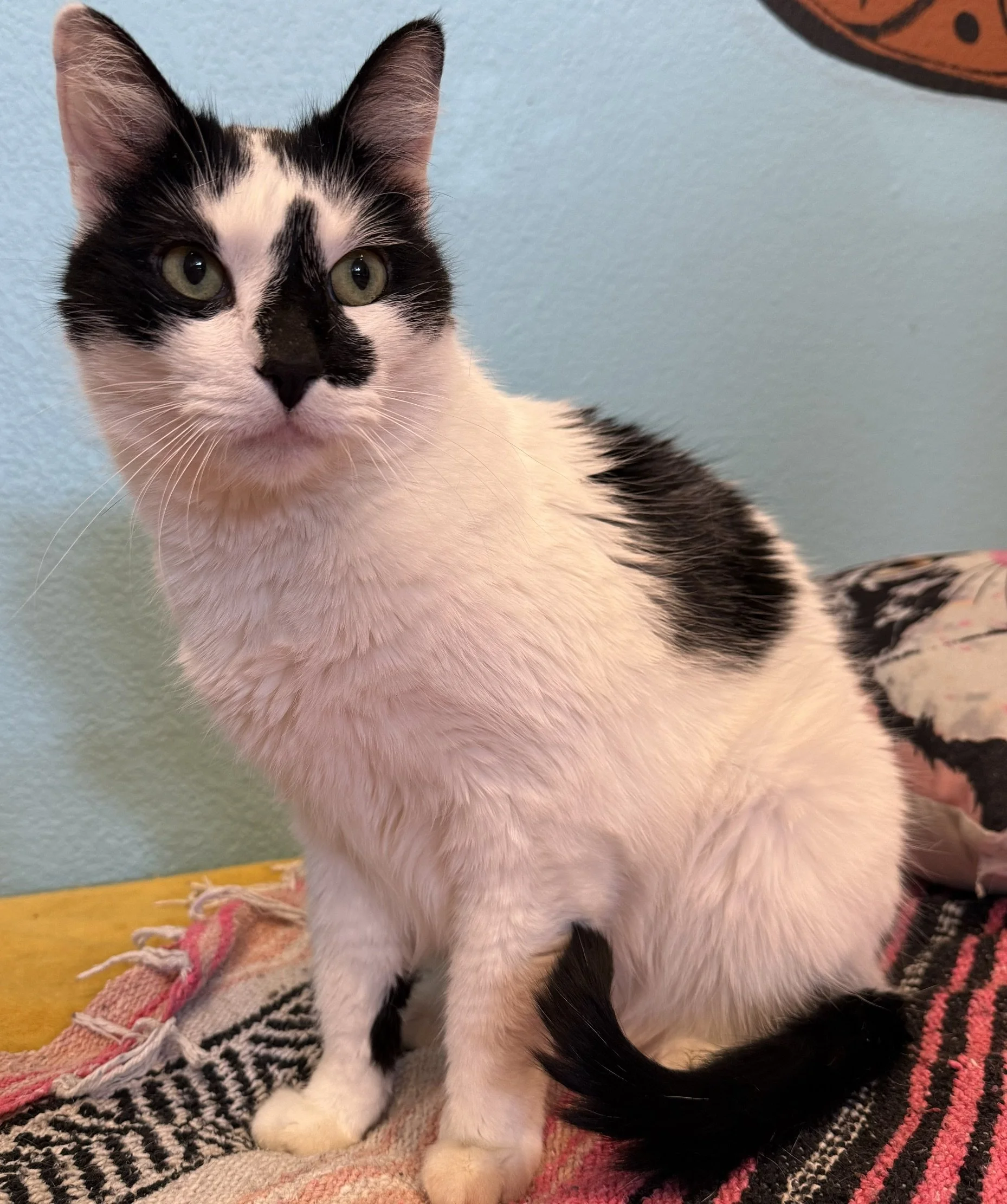 Sheriff - Male 3 Yr White &amp; Black DSH