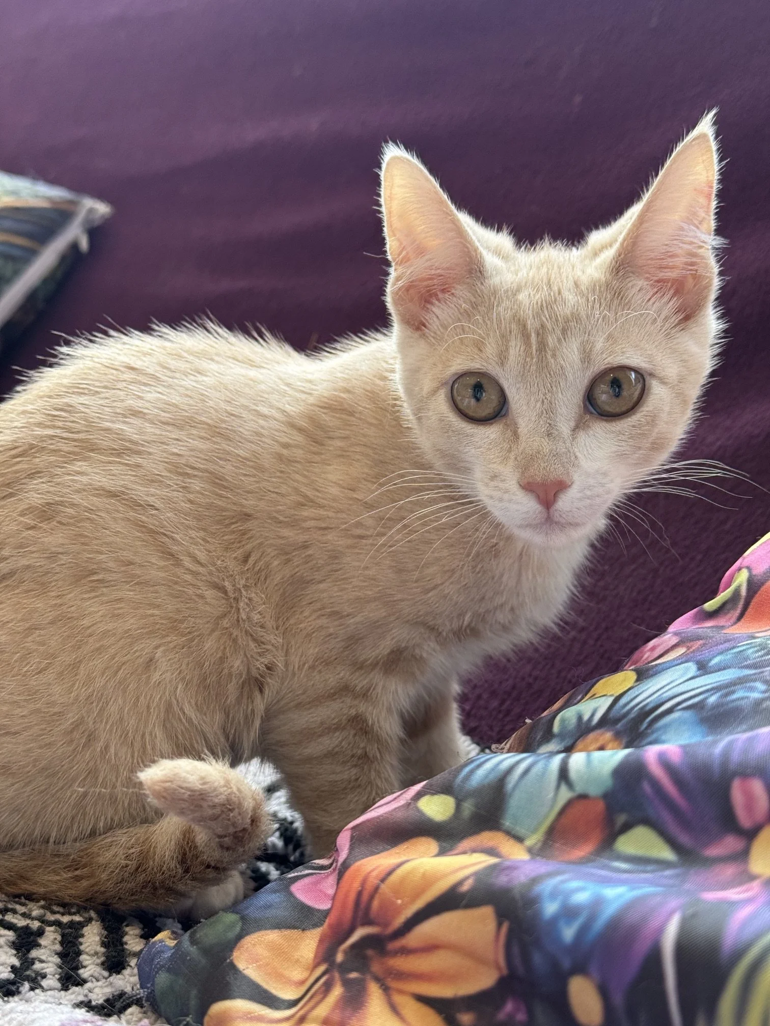 Peachie - Female 4 Mo Orange Tabby DSH