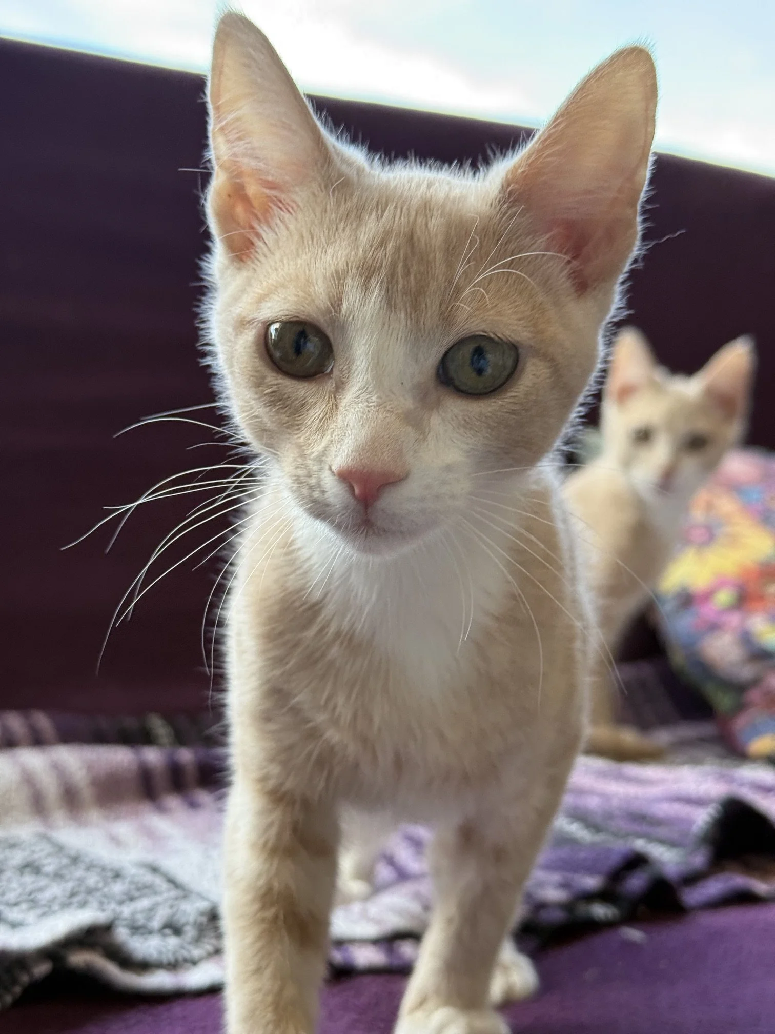 Nilla - Female 3 Mo Orange &amp; White Tabby DSH
