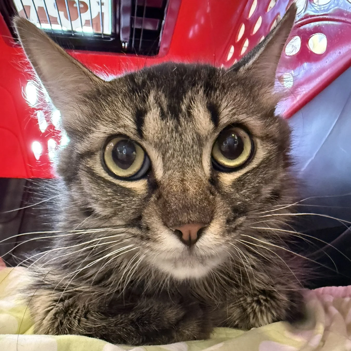 Orion - Male 9 Mo Brown Tabby DLH