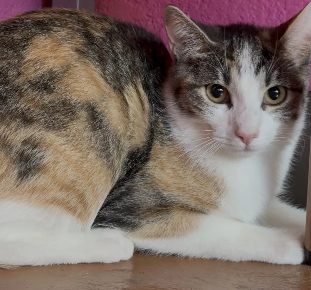 Tobi Anne - Female 9 Mo Dilute Calico DSH