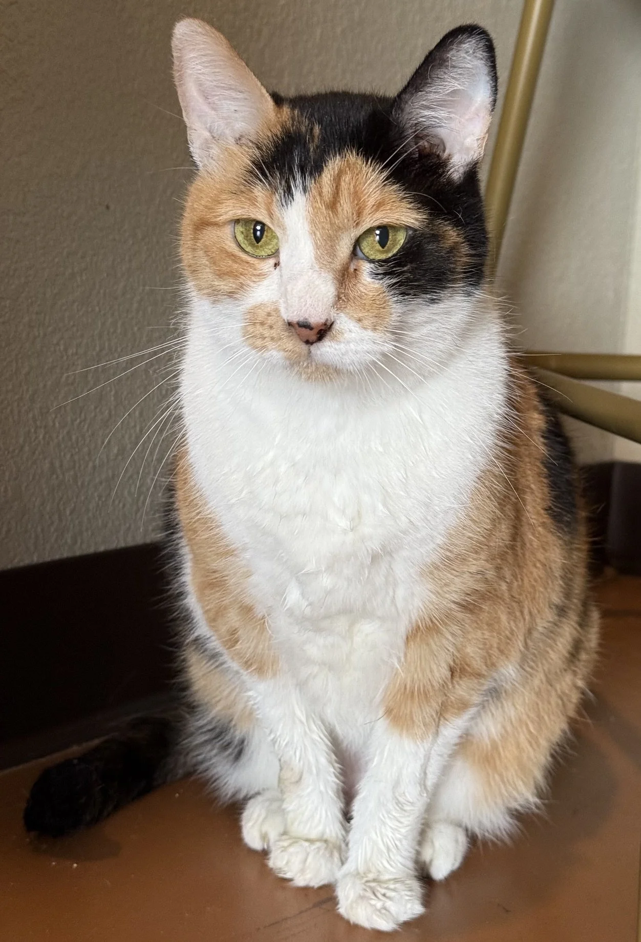 Hera - Female 1 Yr Calico DSH