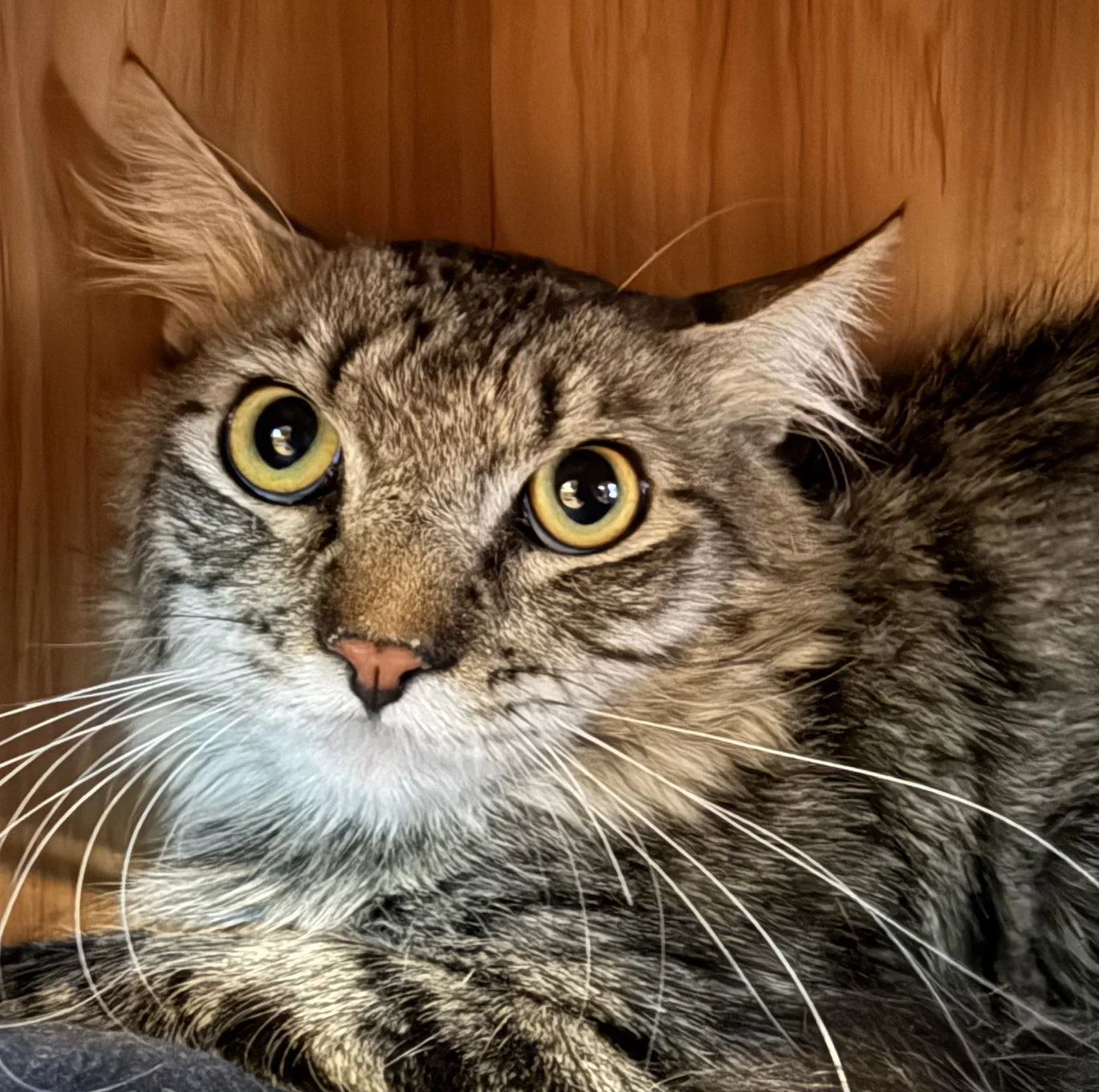 Lil Bit - Male 9 Mo Brown &amp; White Tabby DLH