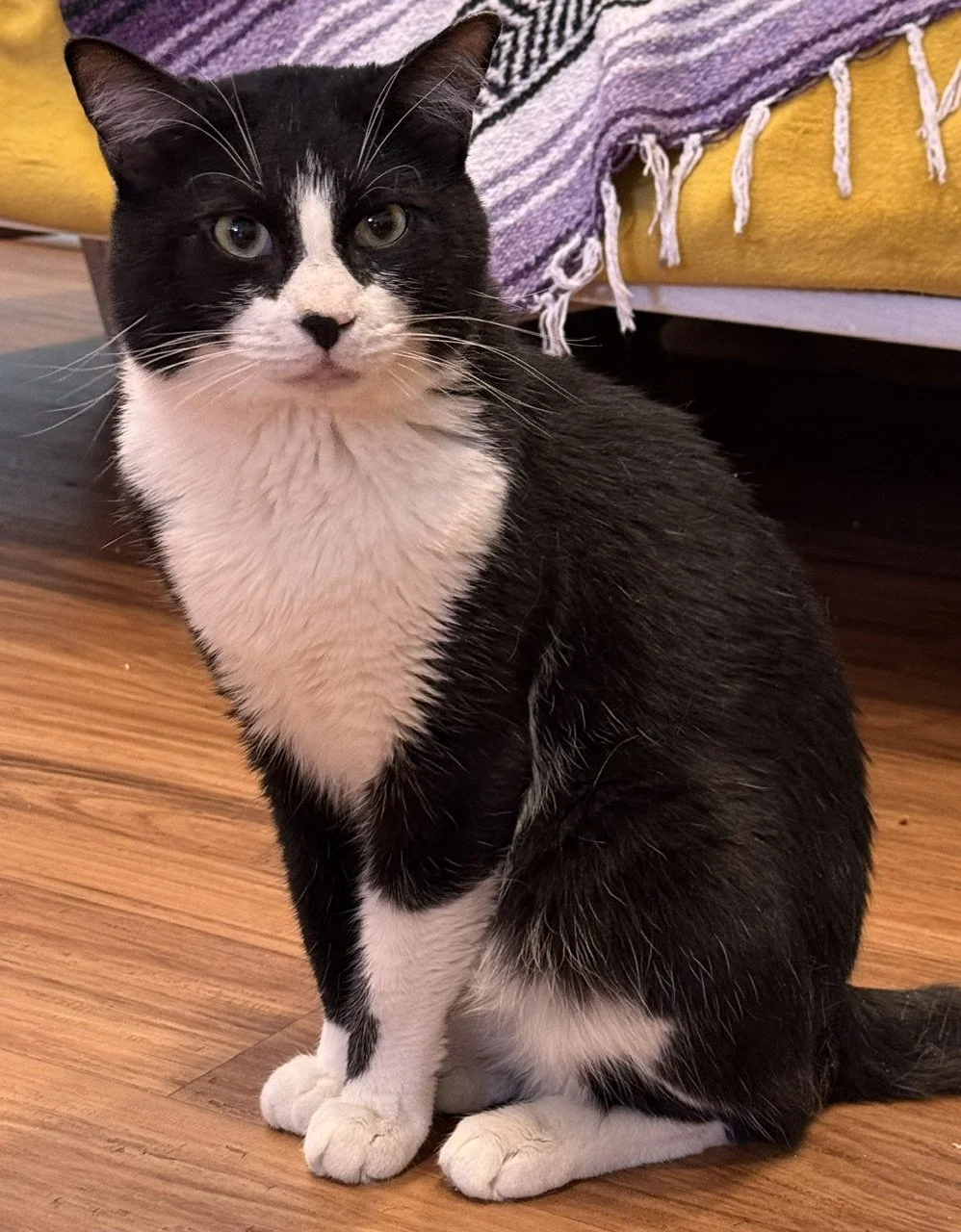 Nebo - Male 2 Yr Black &amp; White Tuxedo DSH