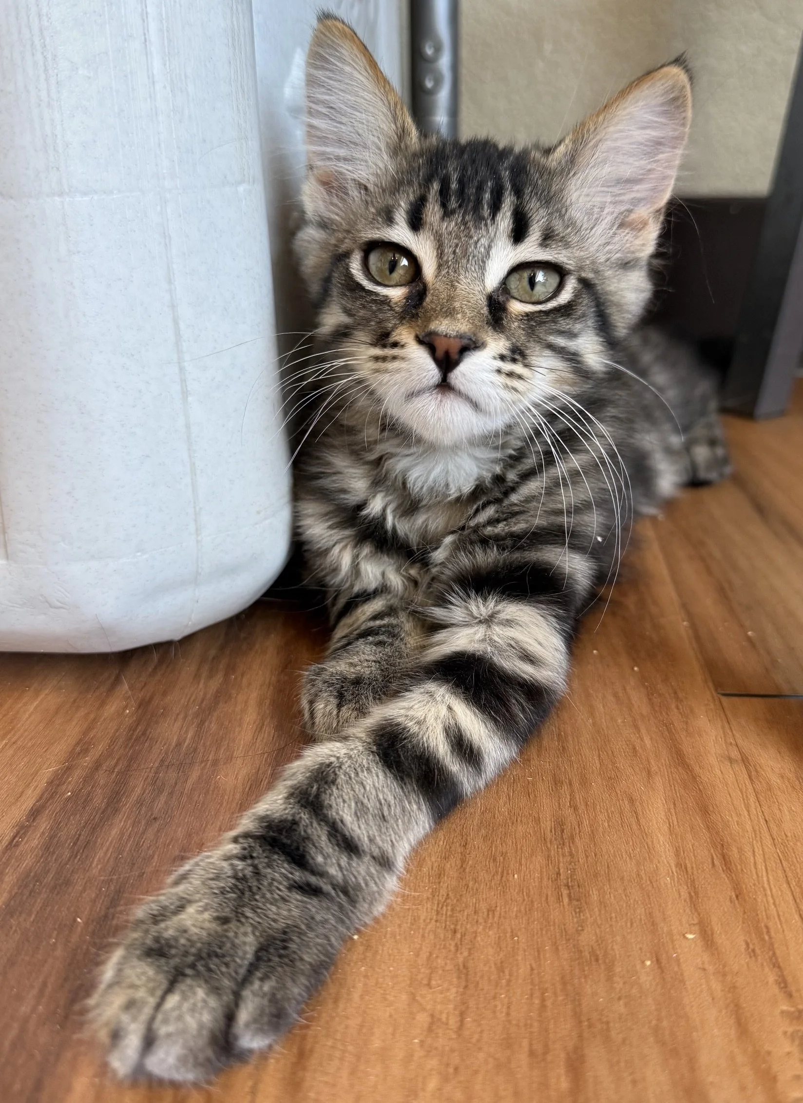 Trolly - Male 3 Mo Grey &amp; Black Tabby DLH