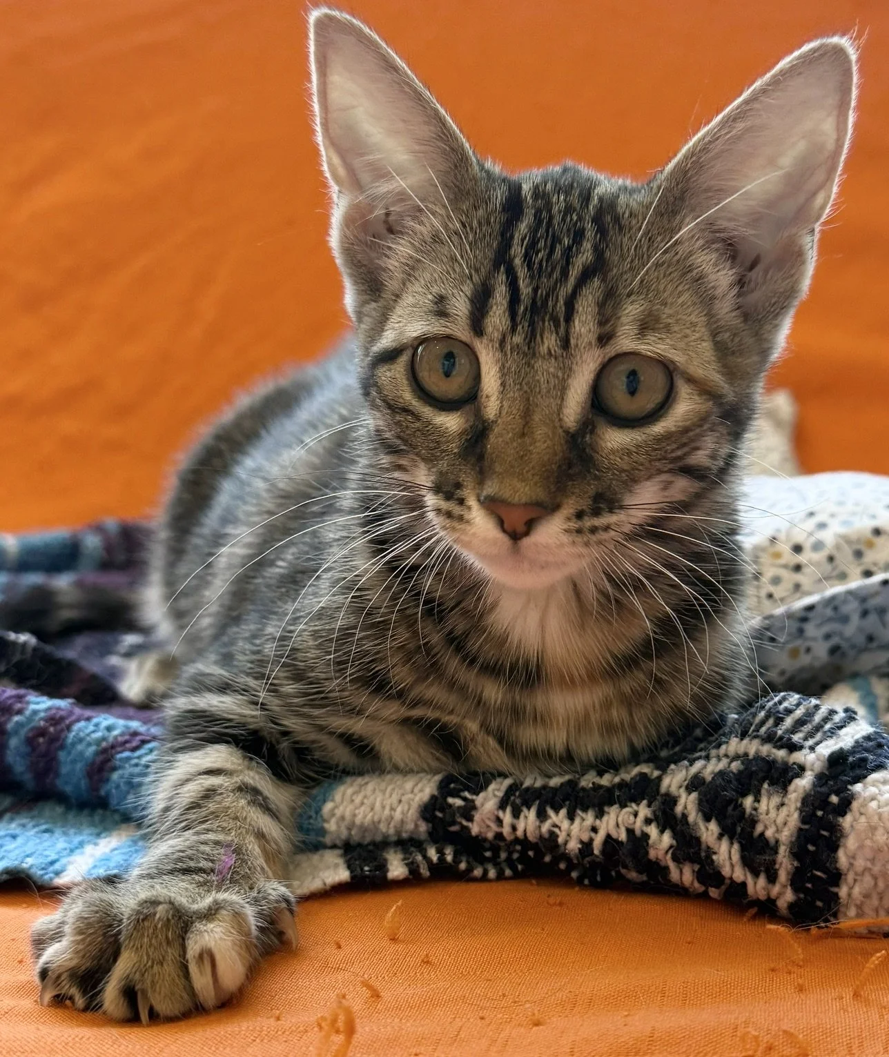 Tram - Male 3 Mo Brown Tabby DSH
