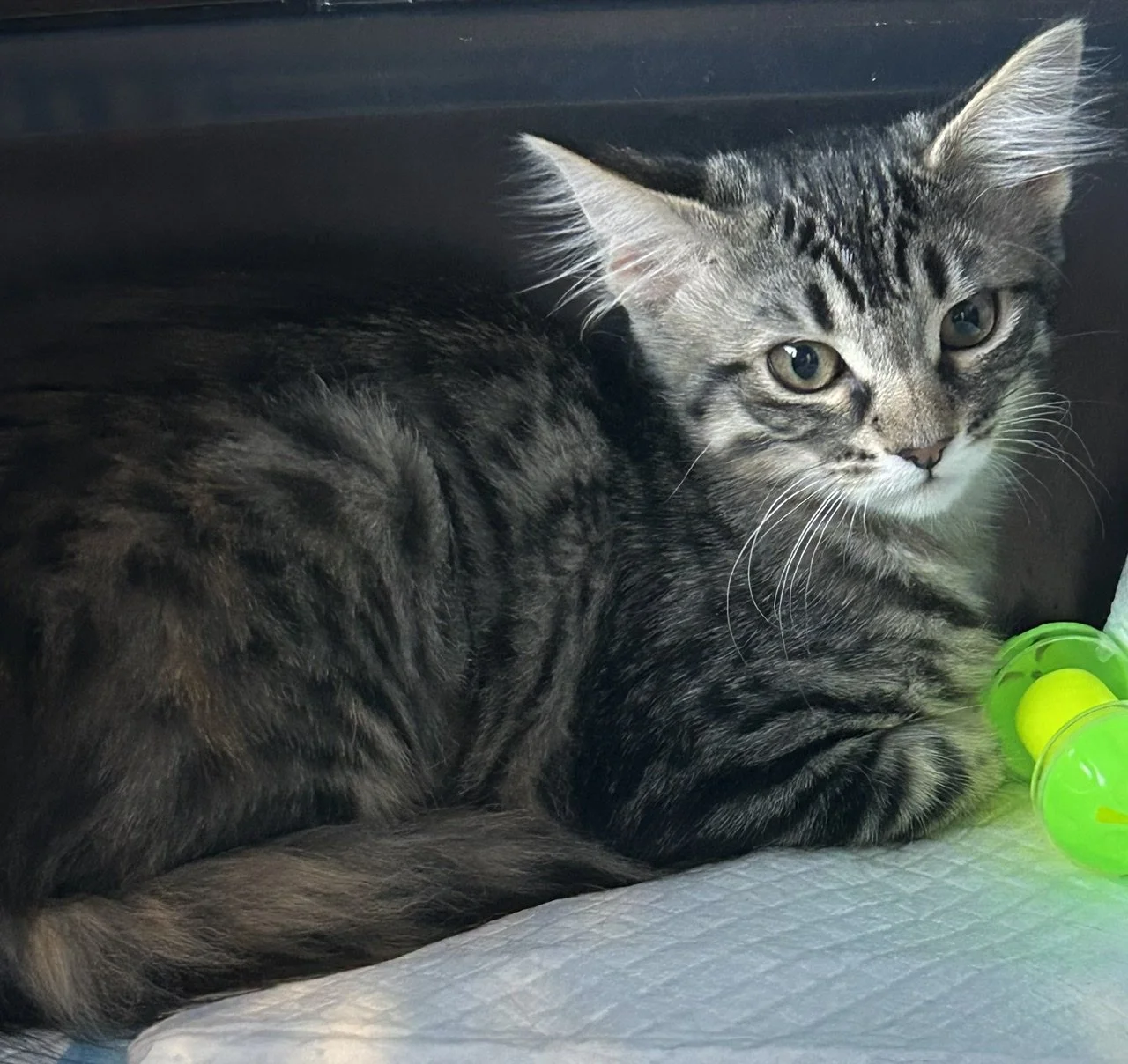 Gondola - Female 3 Mo Black &amp; Grey Tabby DMH 