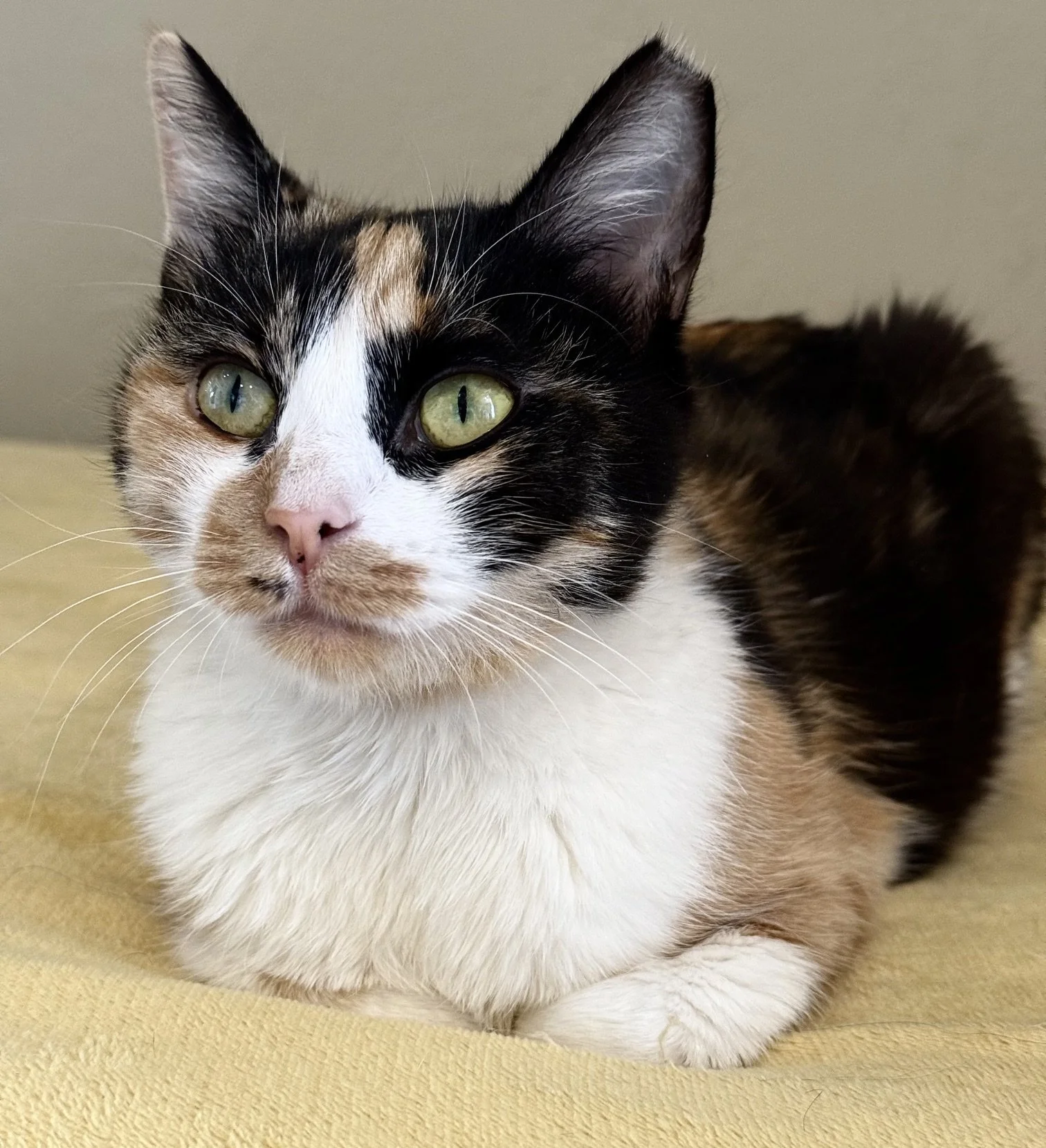 Chattara - Female 3 Yr Calico DSH