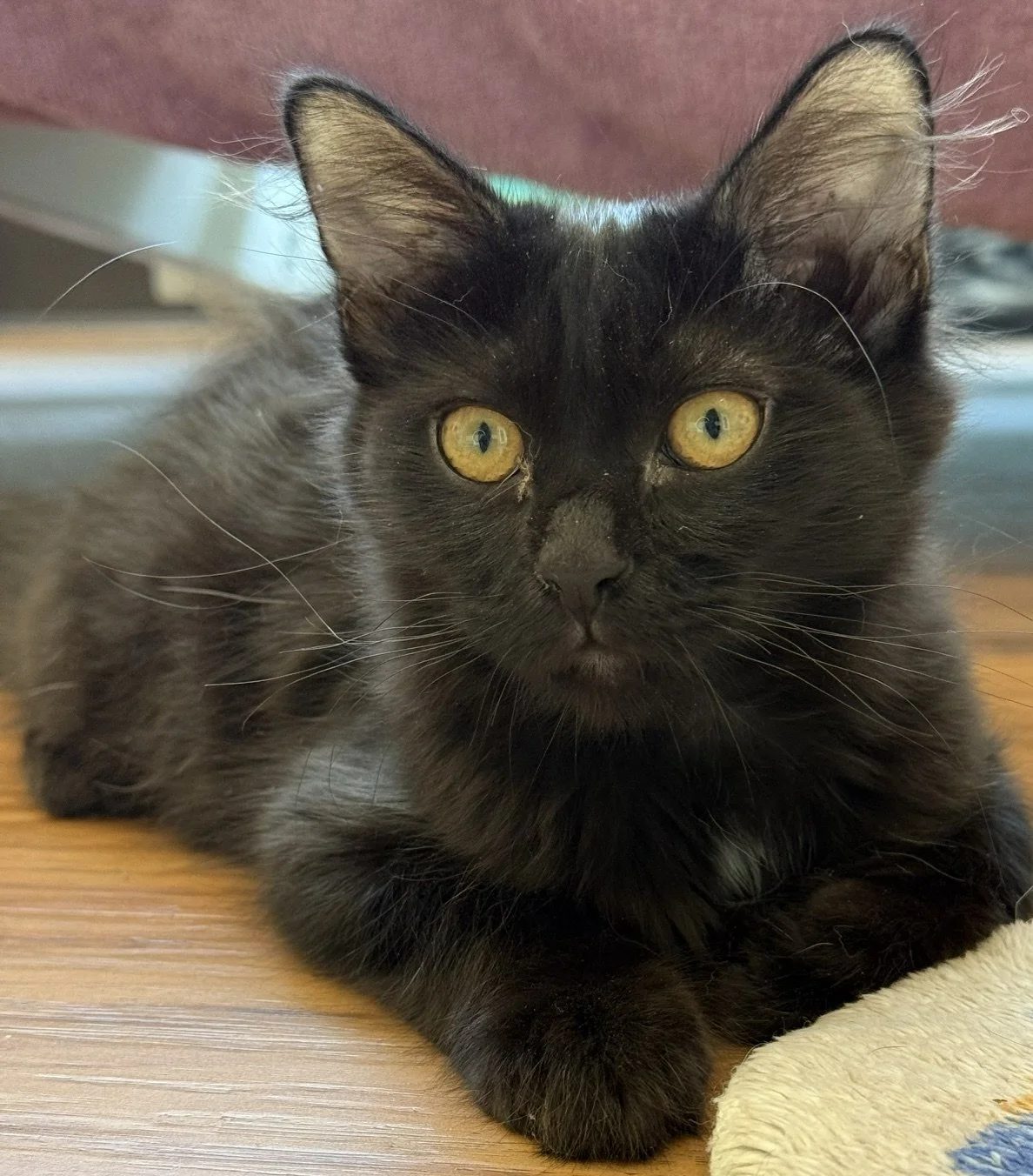 Ophelia - Female 3 Mo Black DLH