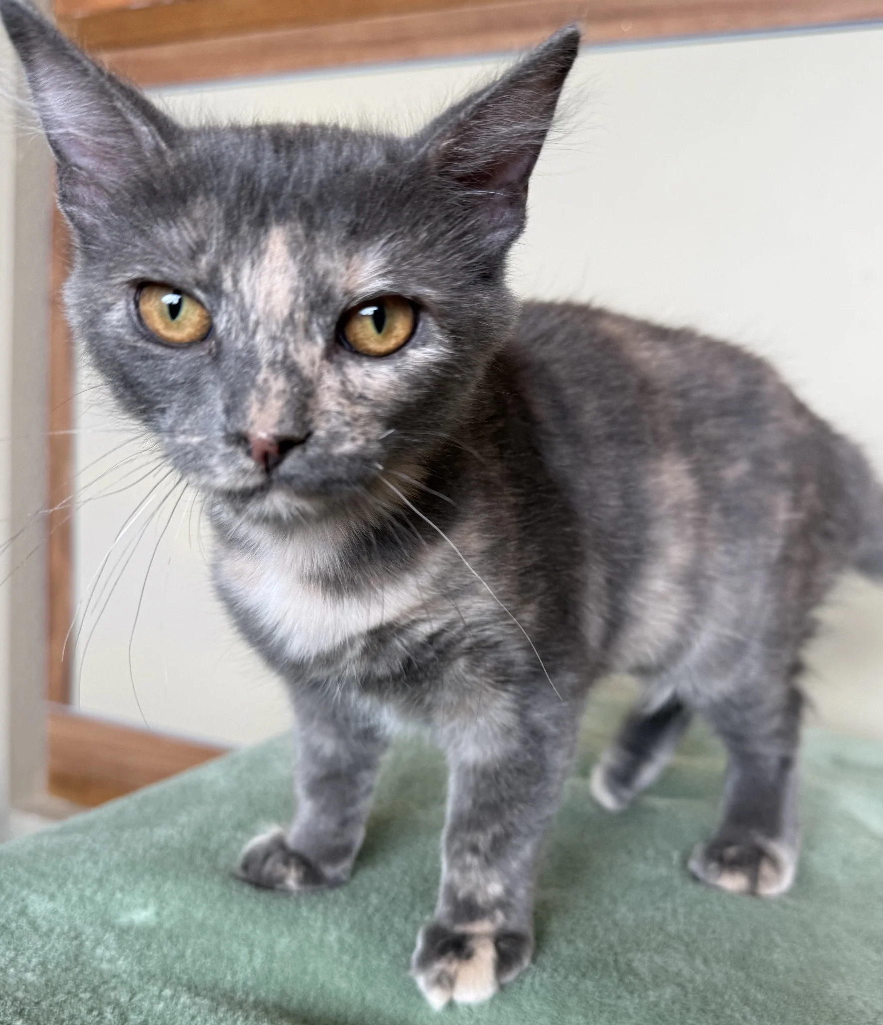 Splash - Female 4 Mo Dilute Tortie DSH