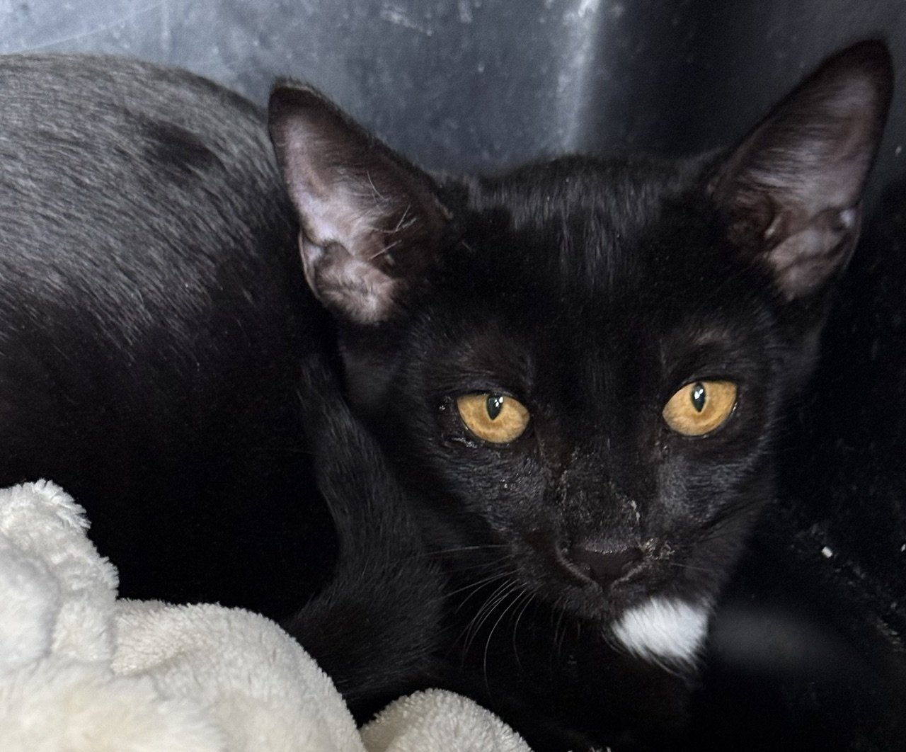 Chester - Male 5 Mo Black white spot DSH
