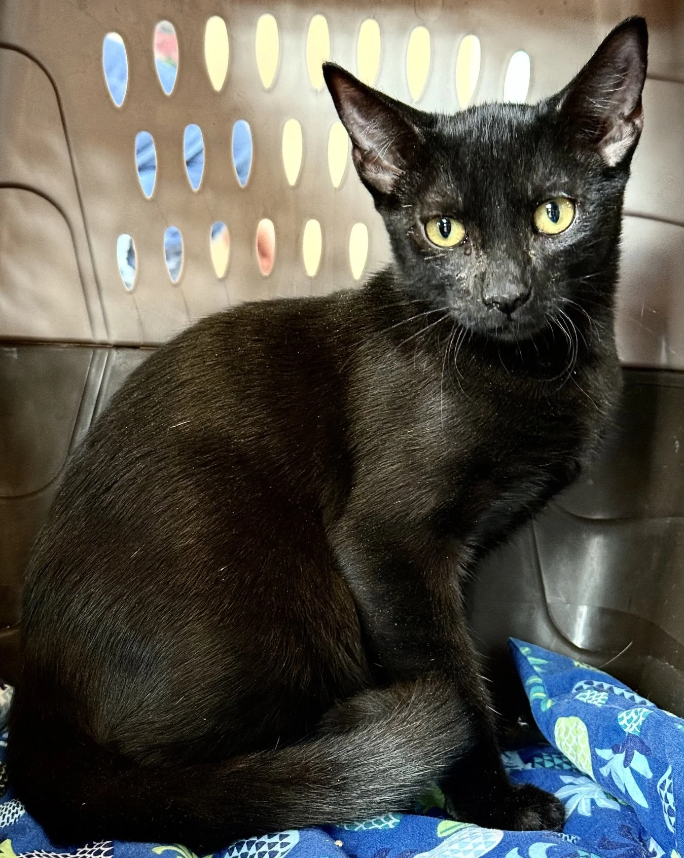 Checkers - Male 5 Mo Black DSH