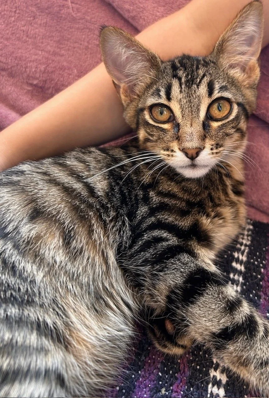 Sarah - Female 5 Mo brown tabby DSH