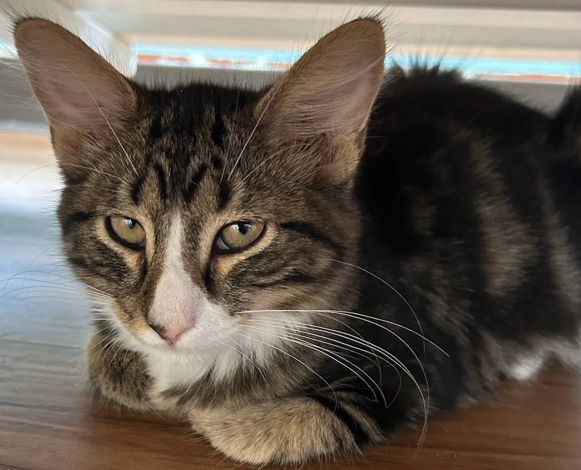 Ace - Male 5 Mo Brown &amp; white tabby DSH