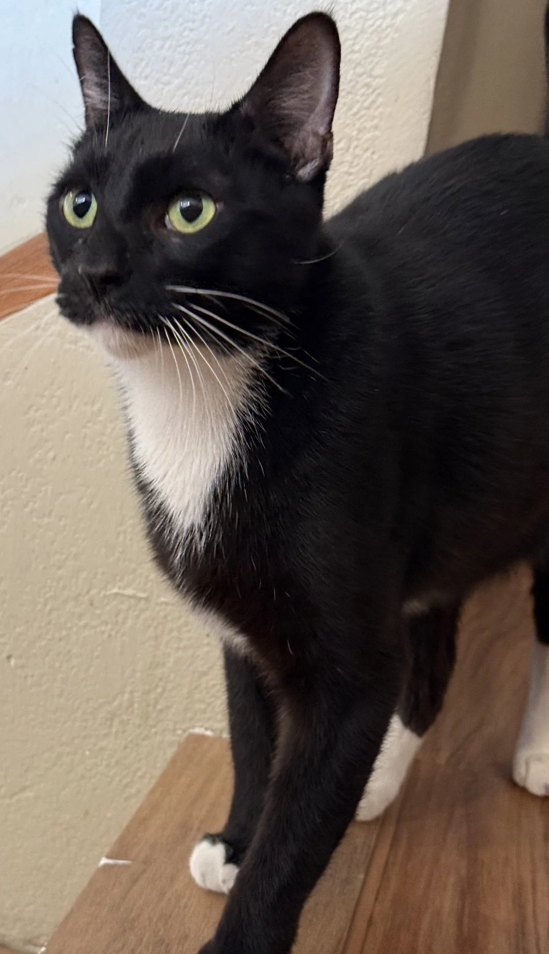 Gwen - Female 4 Yr black tuxedo dsh