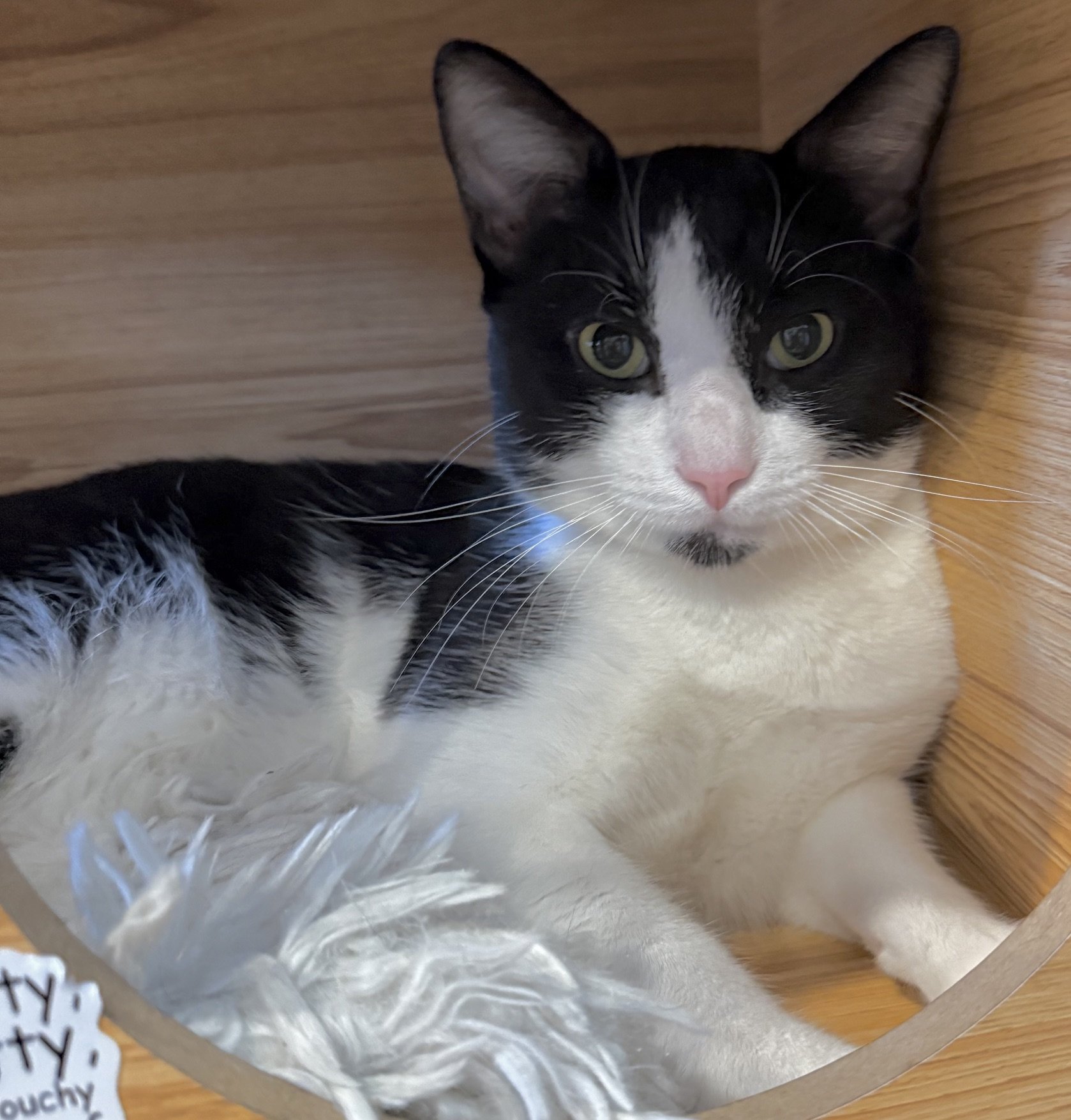 Broncho - Male 1  Yr Black &amp; White DSH