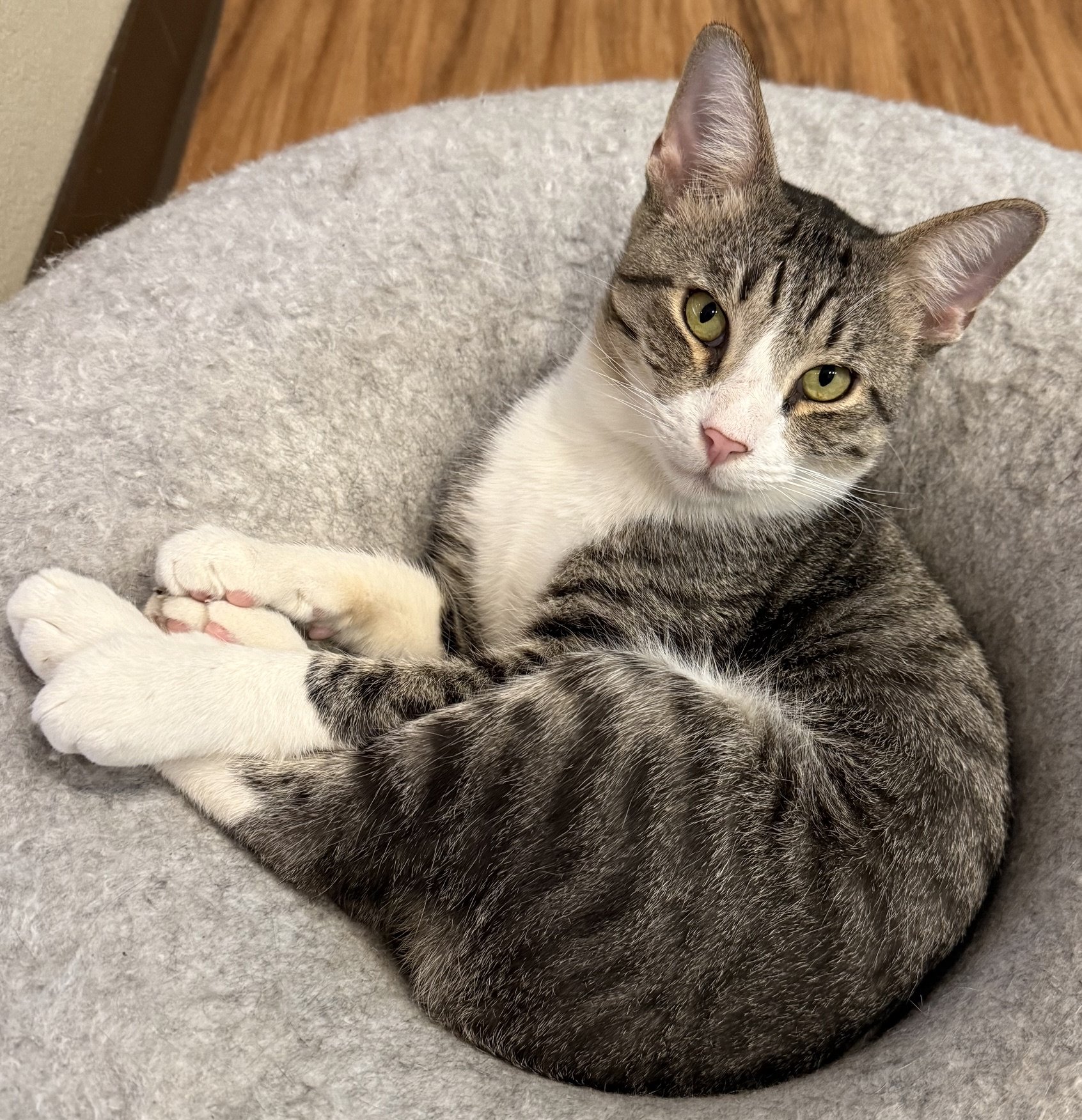 Coda - Male 1 Yr Brown Tabby &amp; White DSH