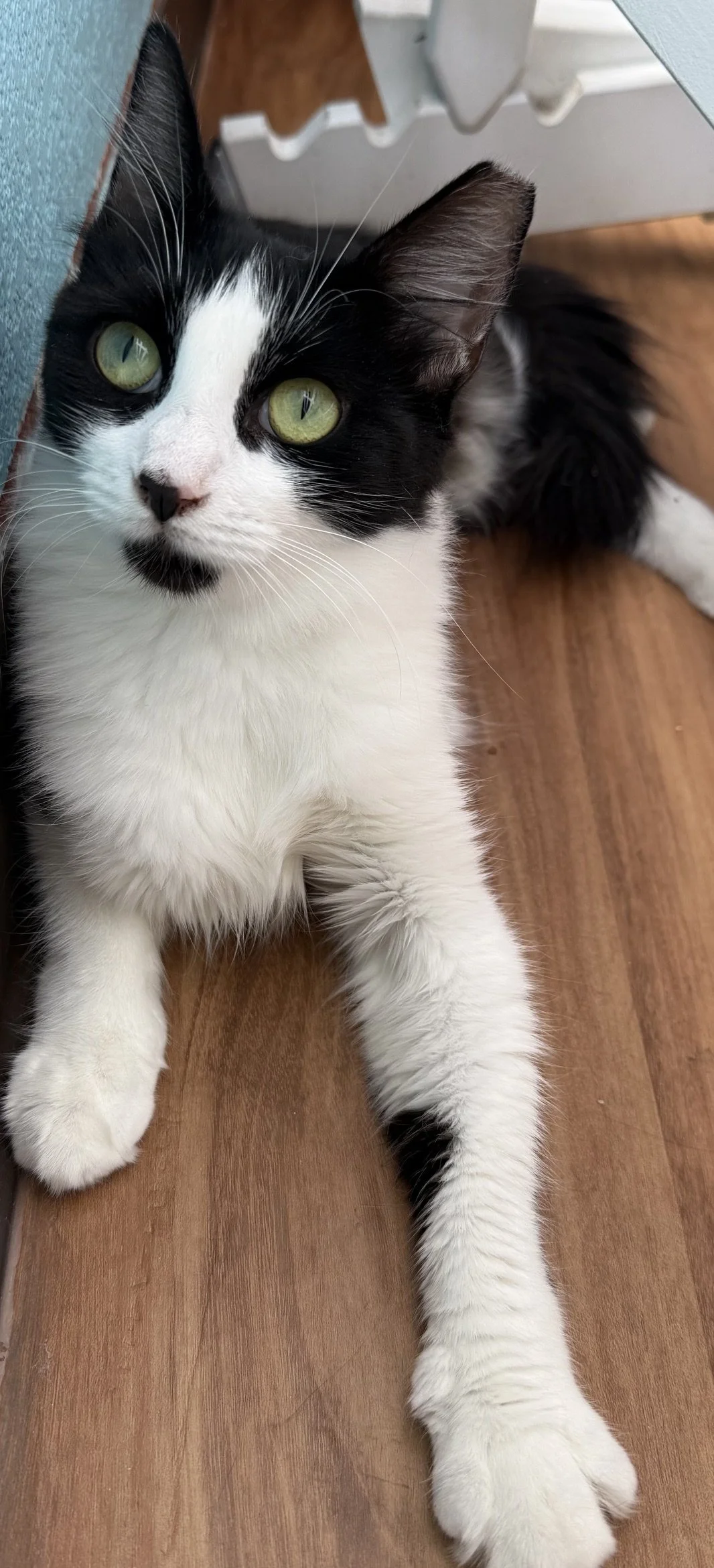 Mimsie - Female 2 Yr Black &amp; White DSH