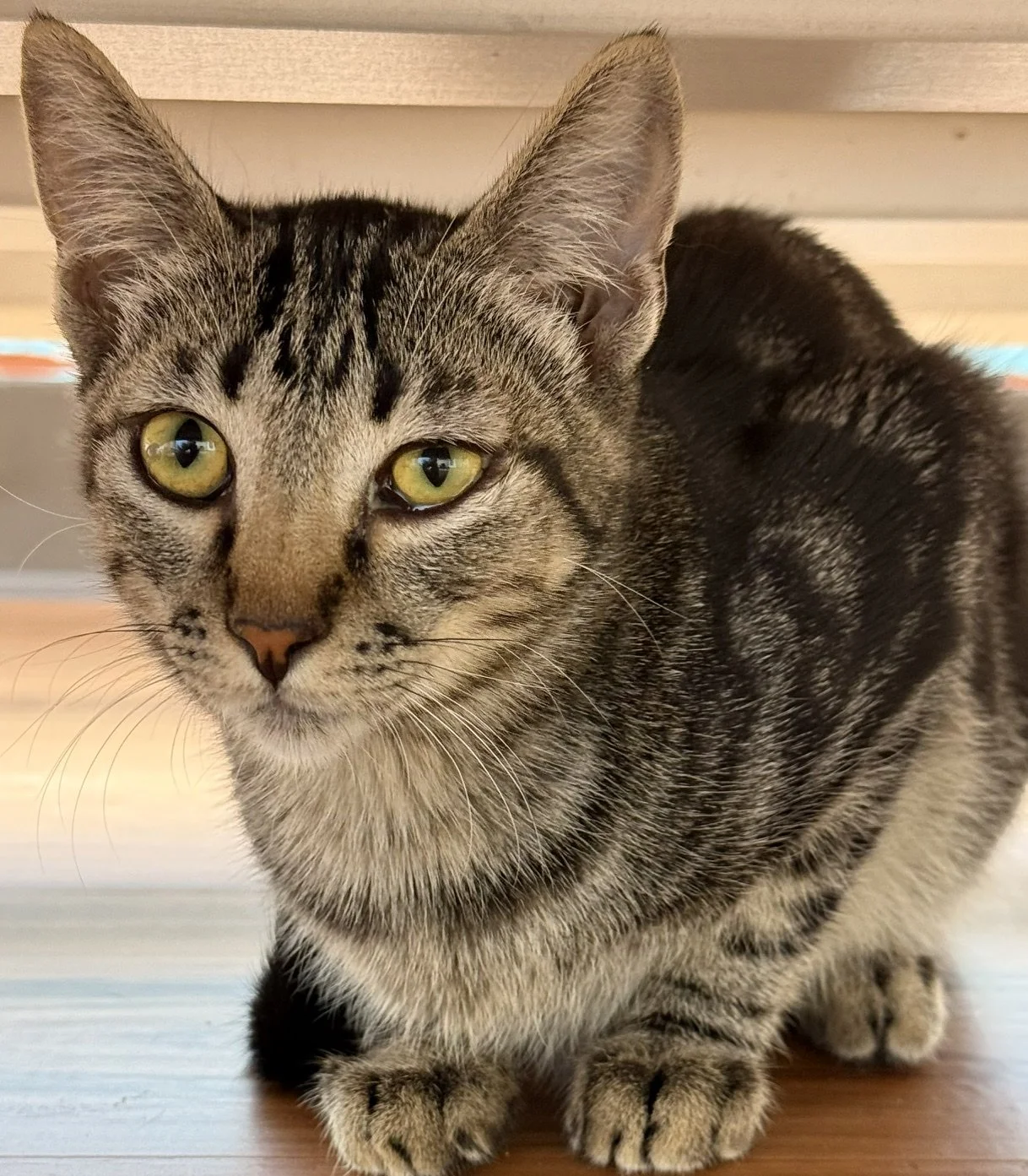 Pearl - Female 6  Mo Brown Tabby DSH