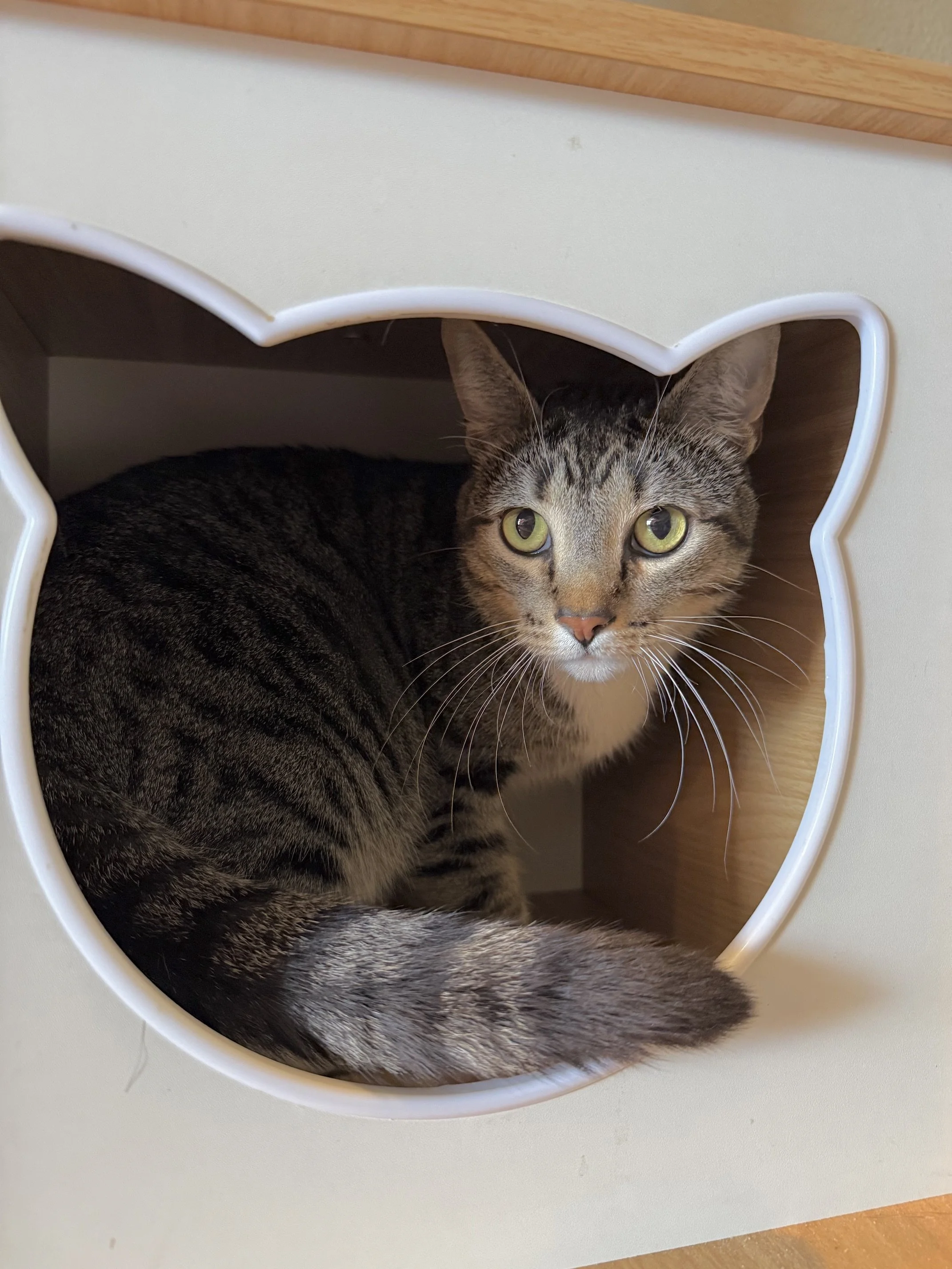 Manny - Male 4 Yr Brown Tabby DSH