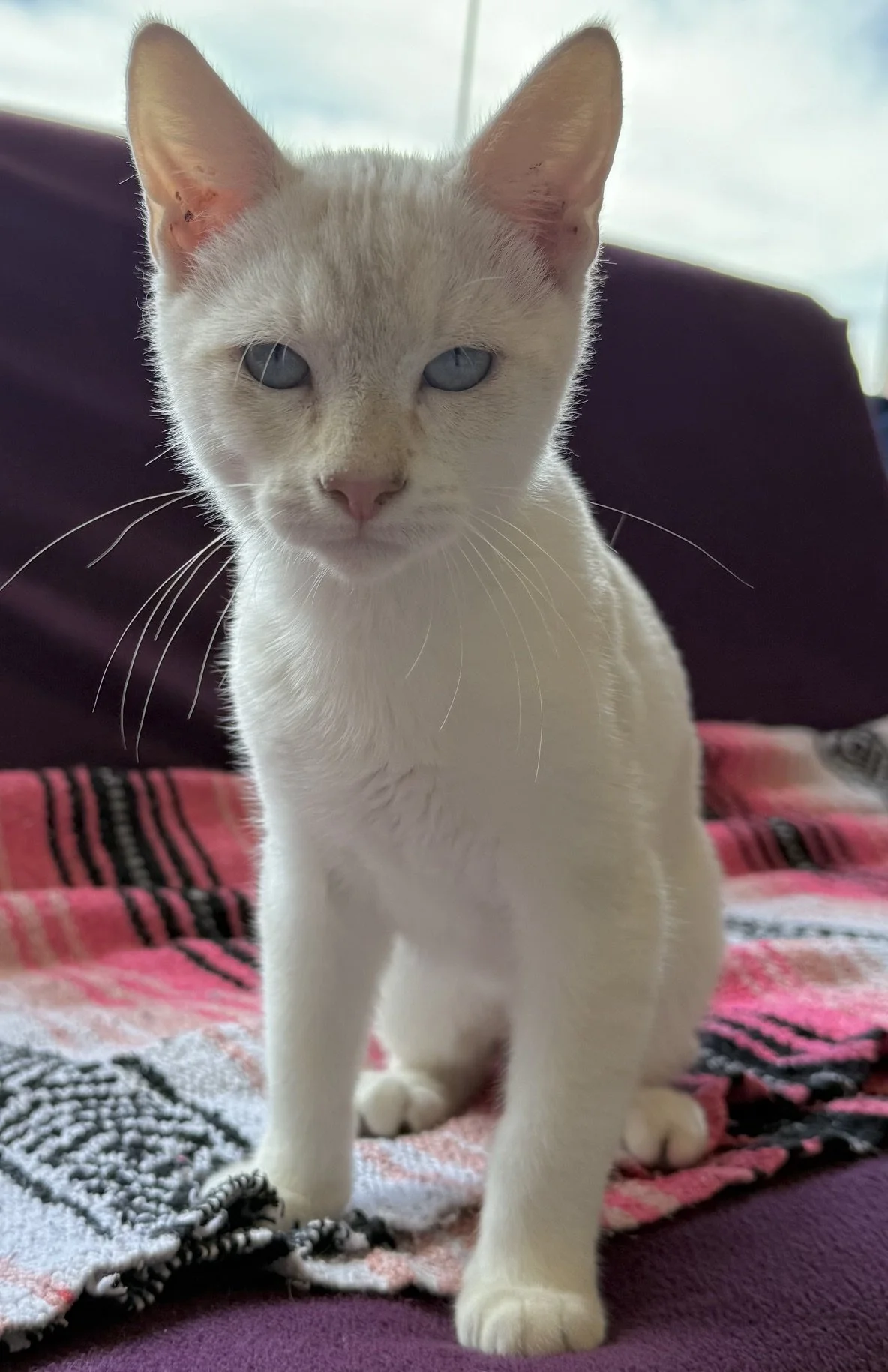 Snowball - Male 4 Mo Siamese Mix DSH