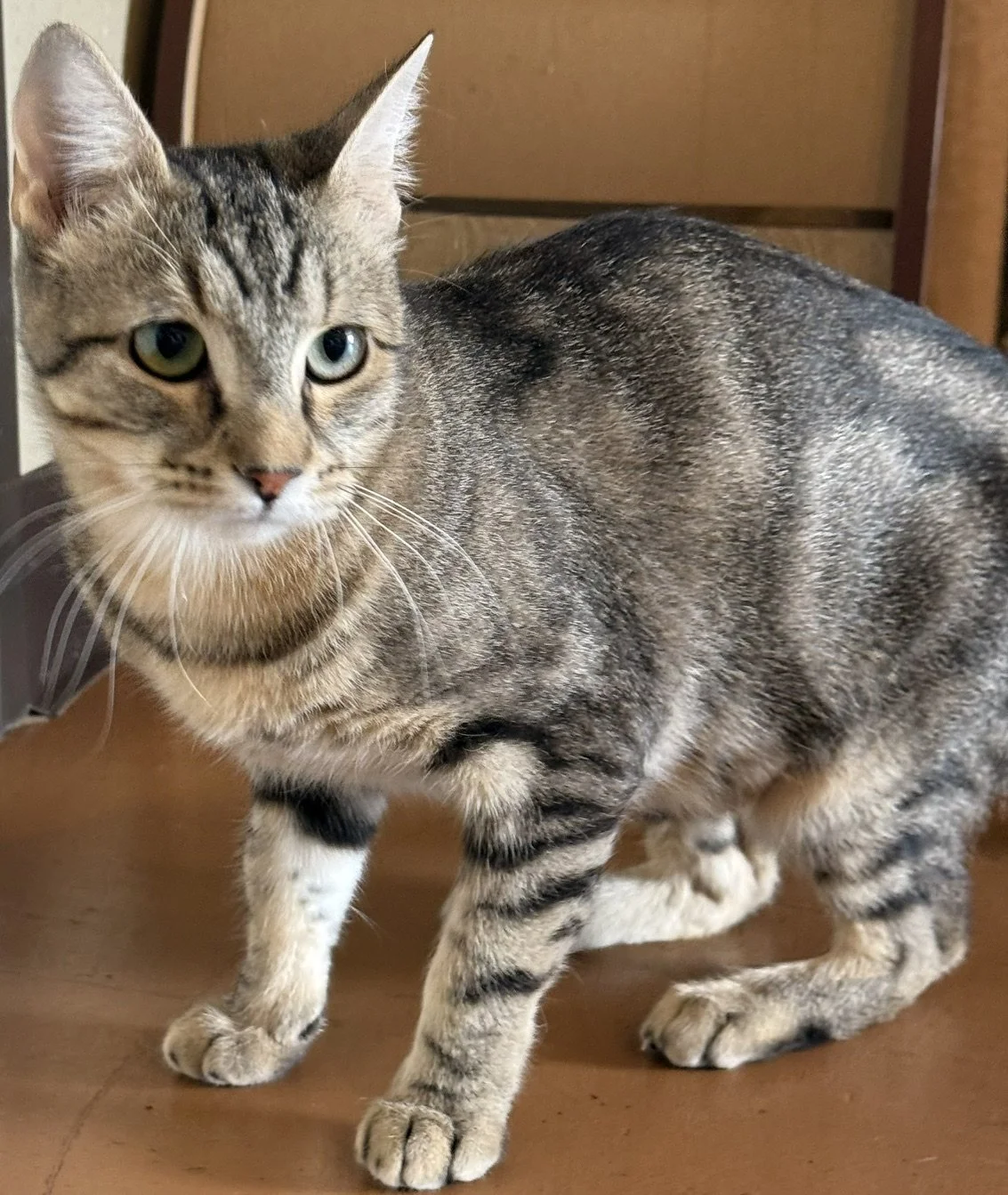 Good Mama - Female 1 Yr Brown Tabby DSH