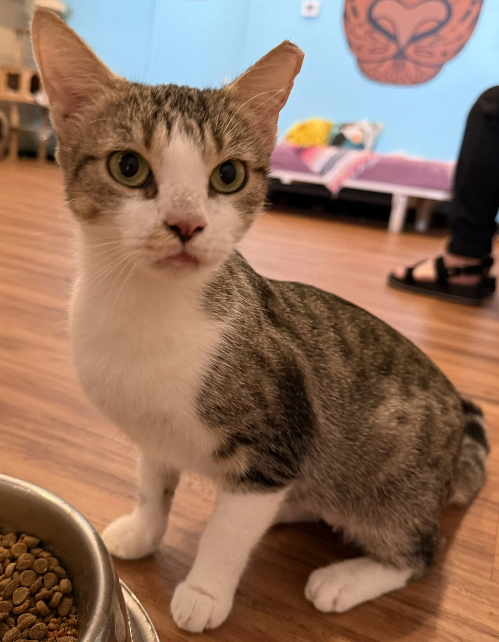 Nellie - Female 4 Yr Brown tabby &amp; white DSH