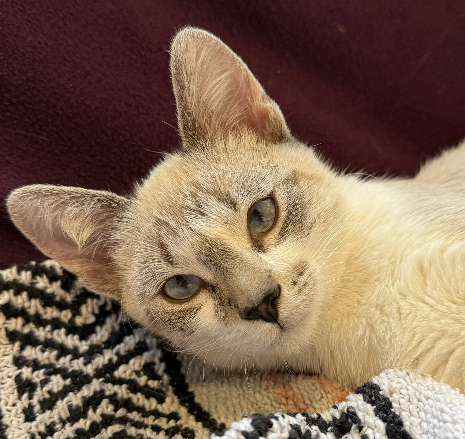 Bananas - Male 4 Mo Siamese Mix DSH