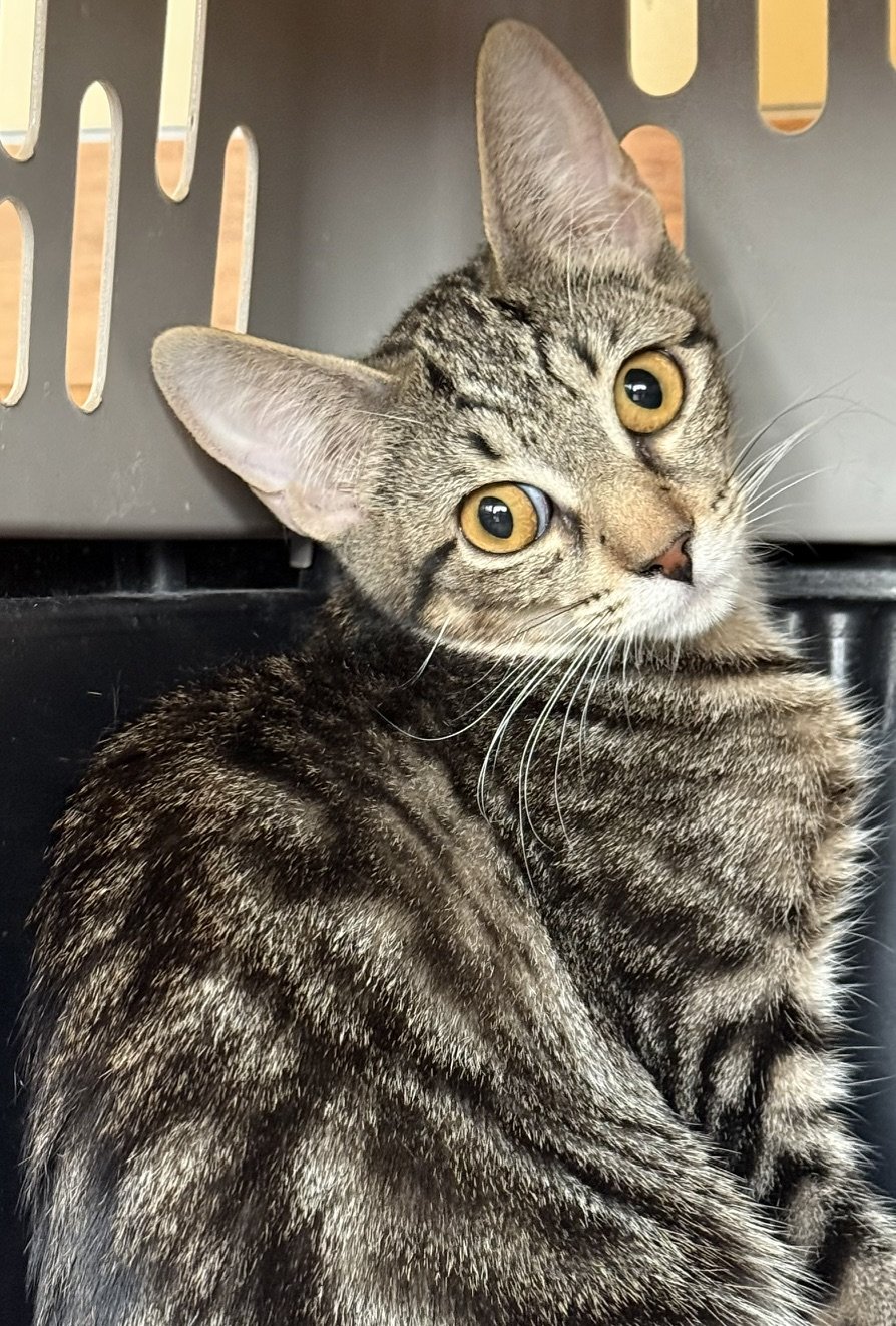 Styles - Female 4 Mo Brown Tabby DSH