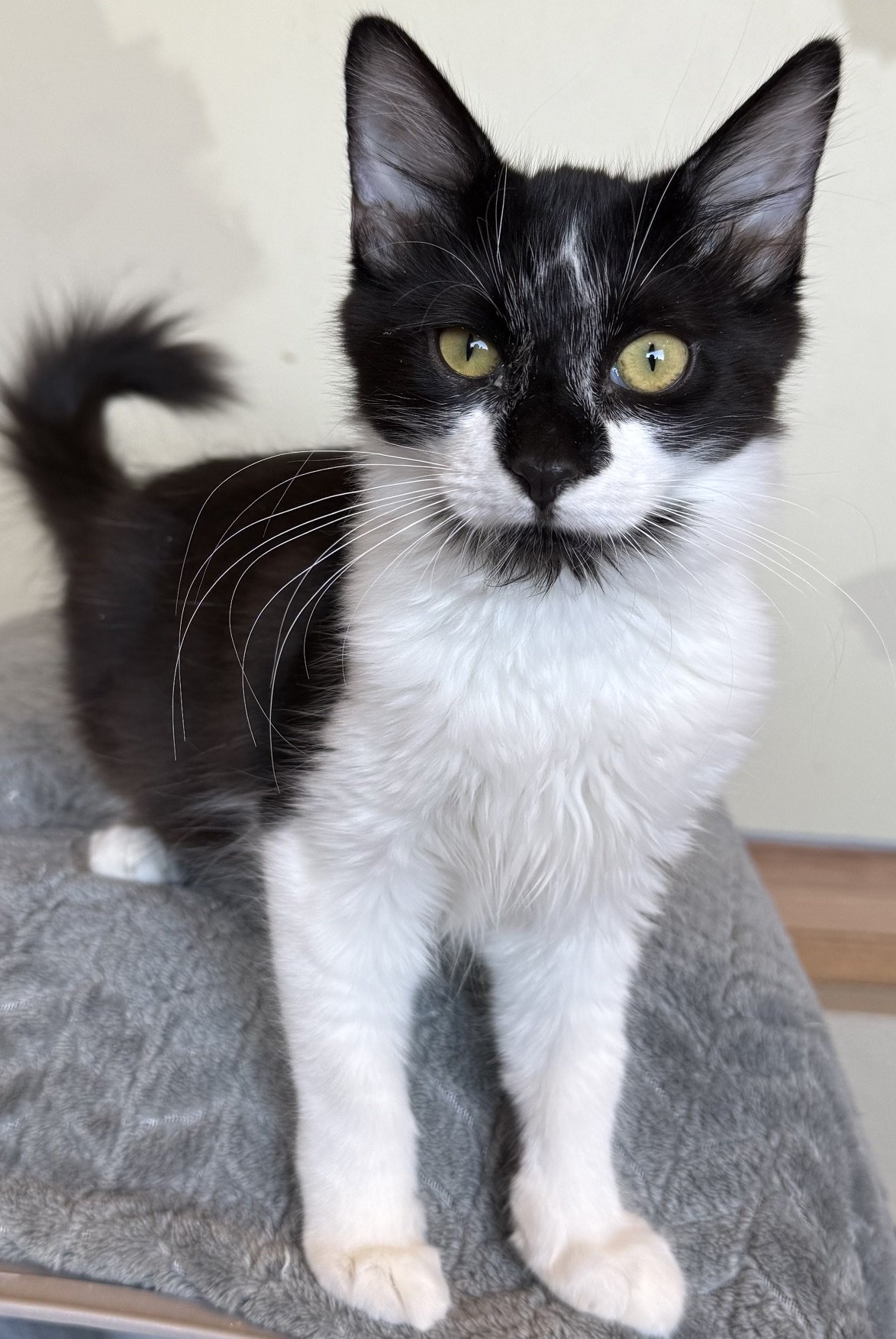 Flora - Female 3 Mo Black &amp; White DMH