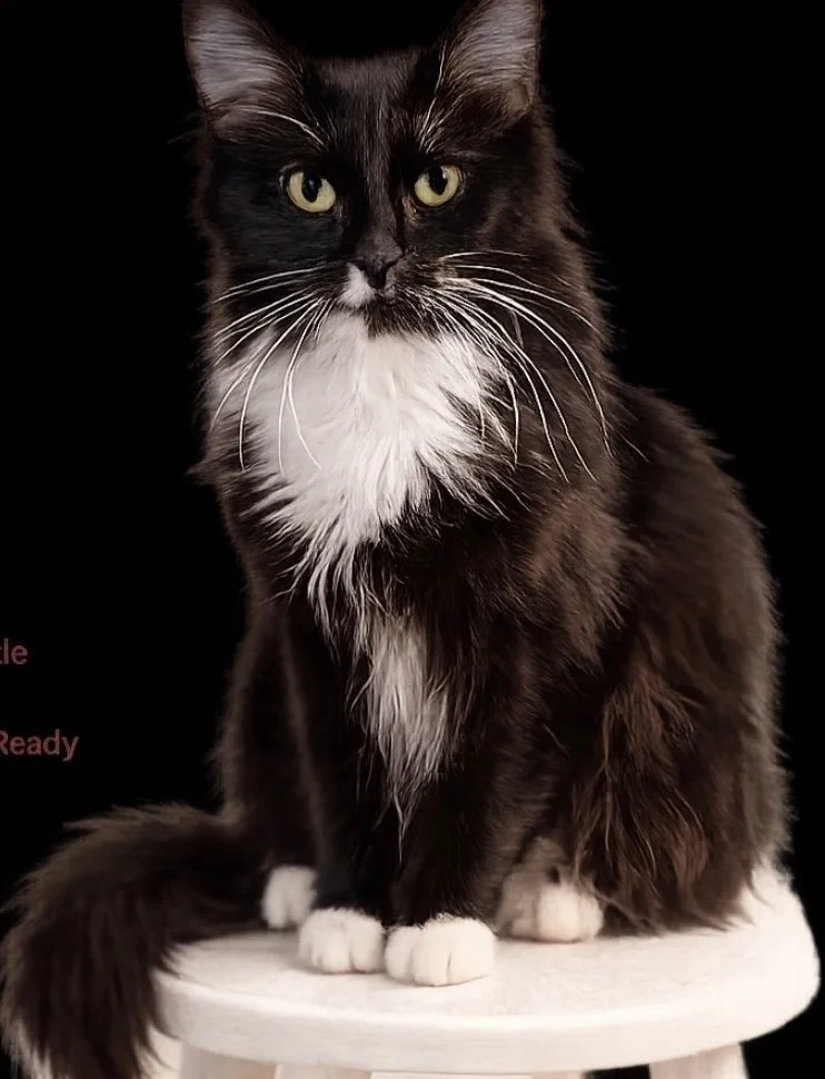 Una - Female 1 Yr Black &amp; White DLH