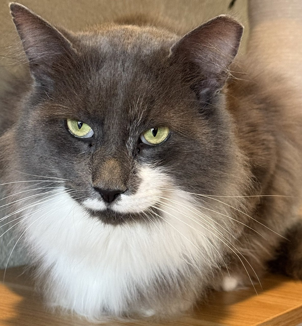 Walter - Male 5 Yr Gray Tuxedo Maine Coon Mix LH