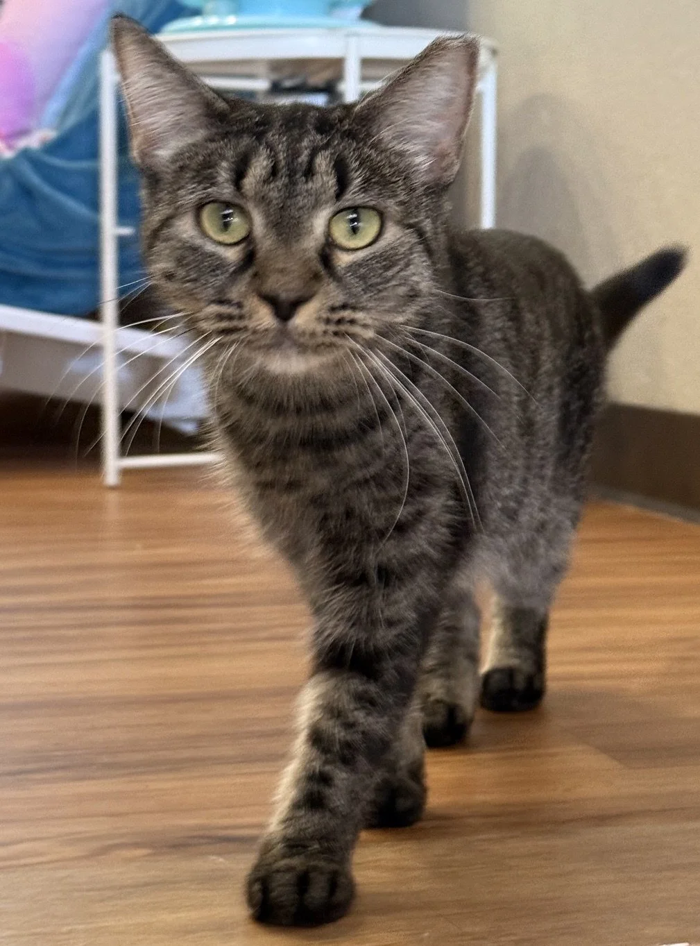 Kimmy - Female 2 Yr Black/Grey Tabby DSH