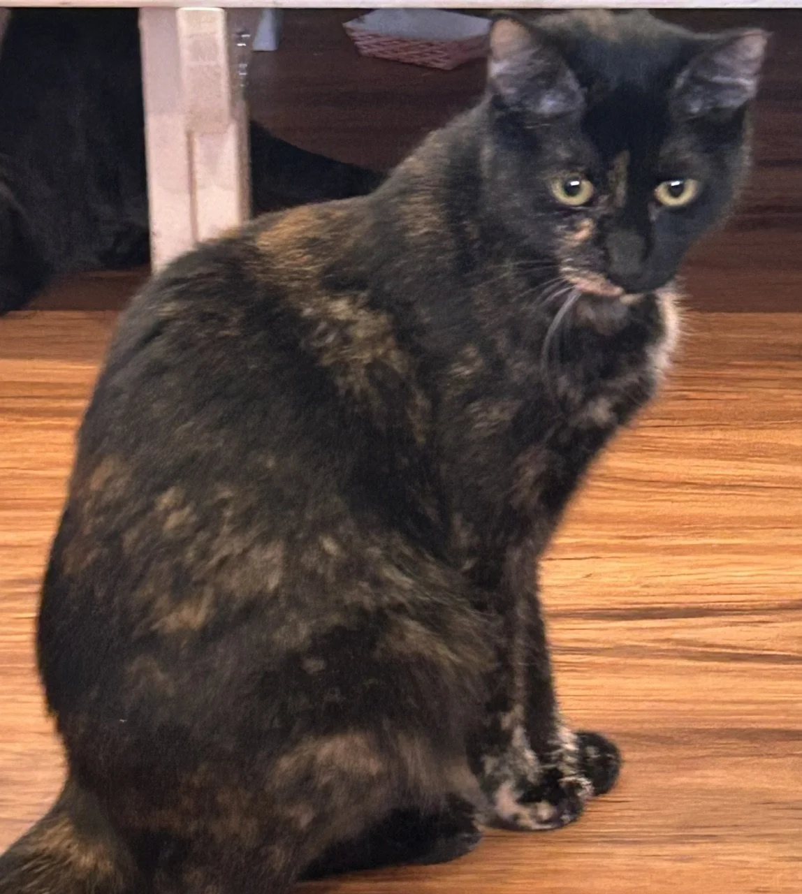 Tiffany - Female 1 Yr Tortie DSH