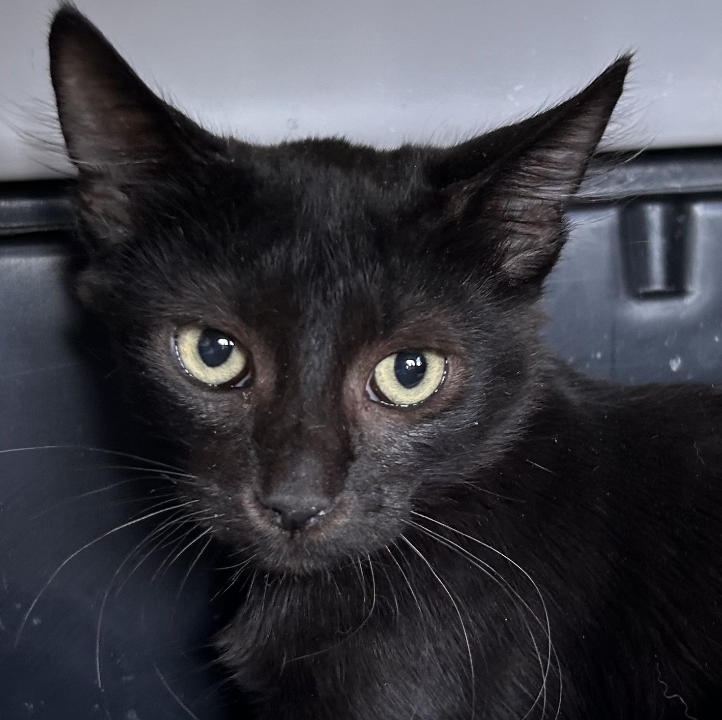 Gar - Male 4 Mo Black DSH